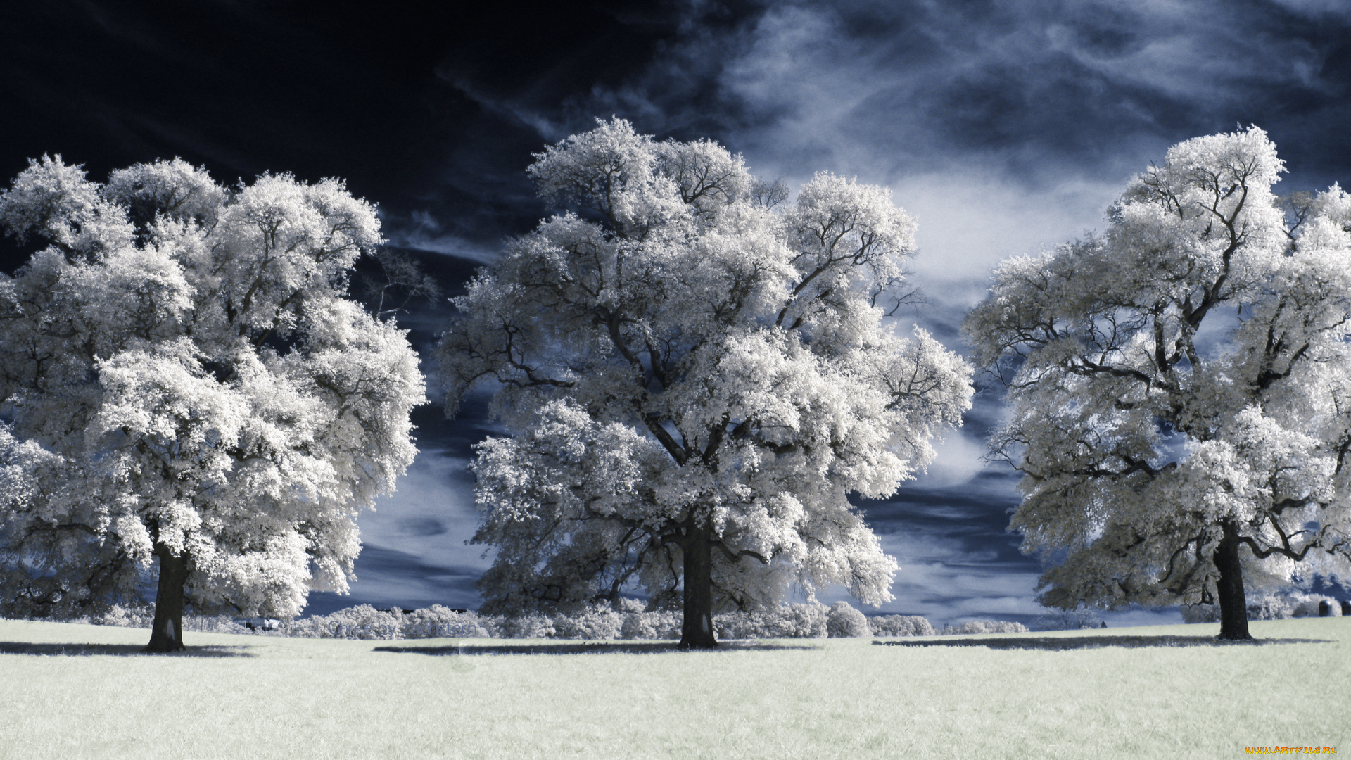 природа, деревья, тучи, иней, поле