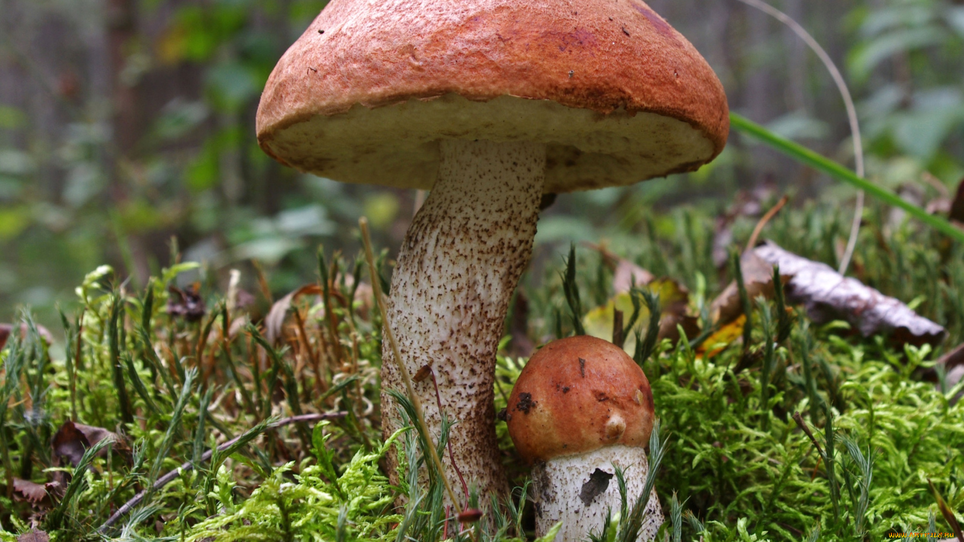 природа, грибы, парочка
