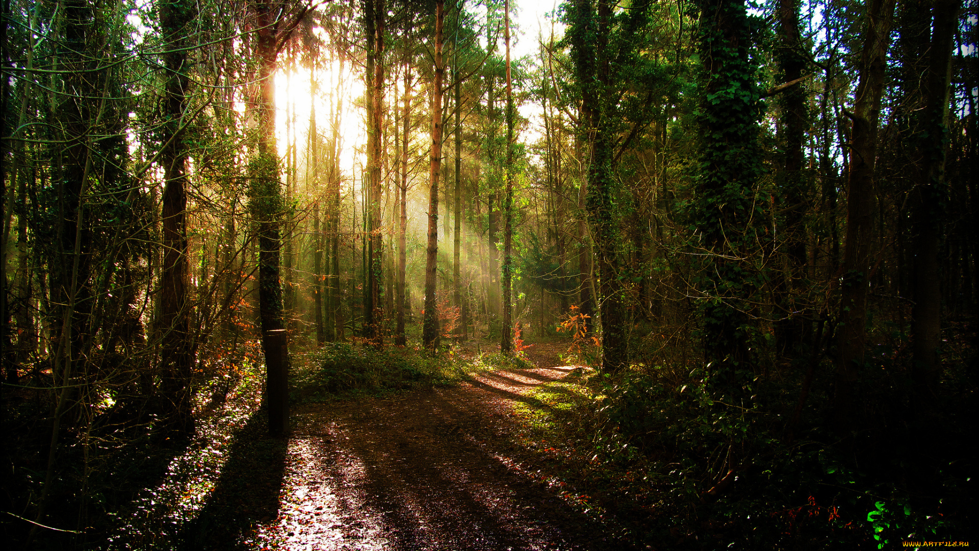 природа, лес, ели, свет, тропинка