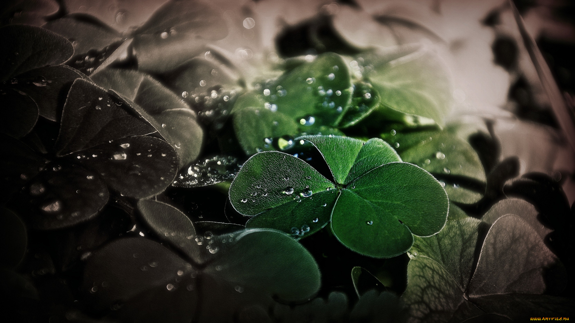 природа, макро, растительность, листья, роса