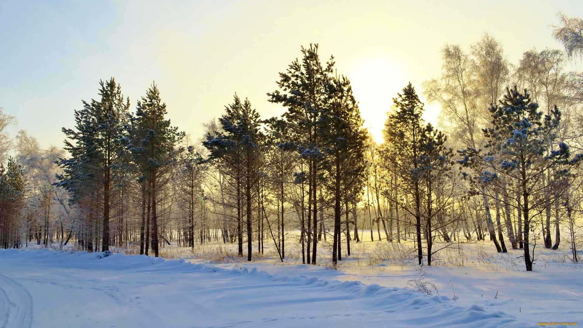 природа, зима, снег, лес, ели