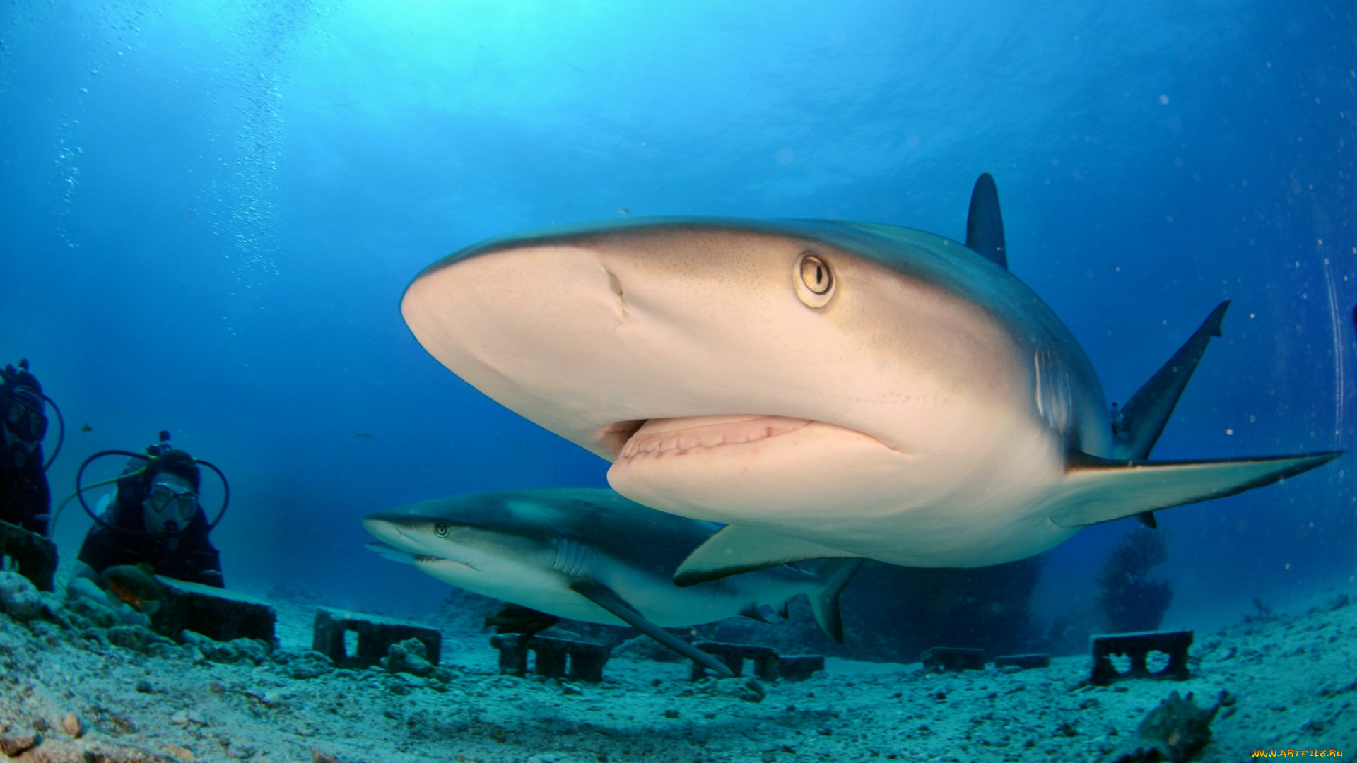 животные, акулы, акула, глубина, океан