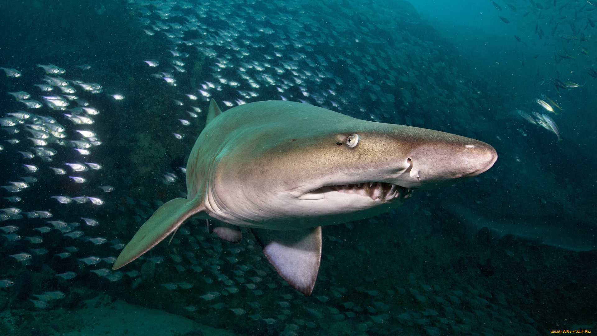 животные, акулы, акула, глубина, океан