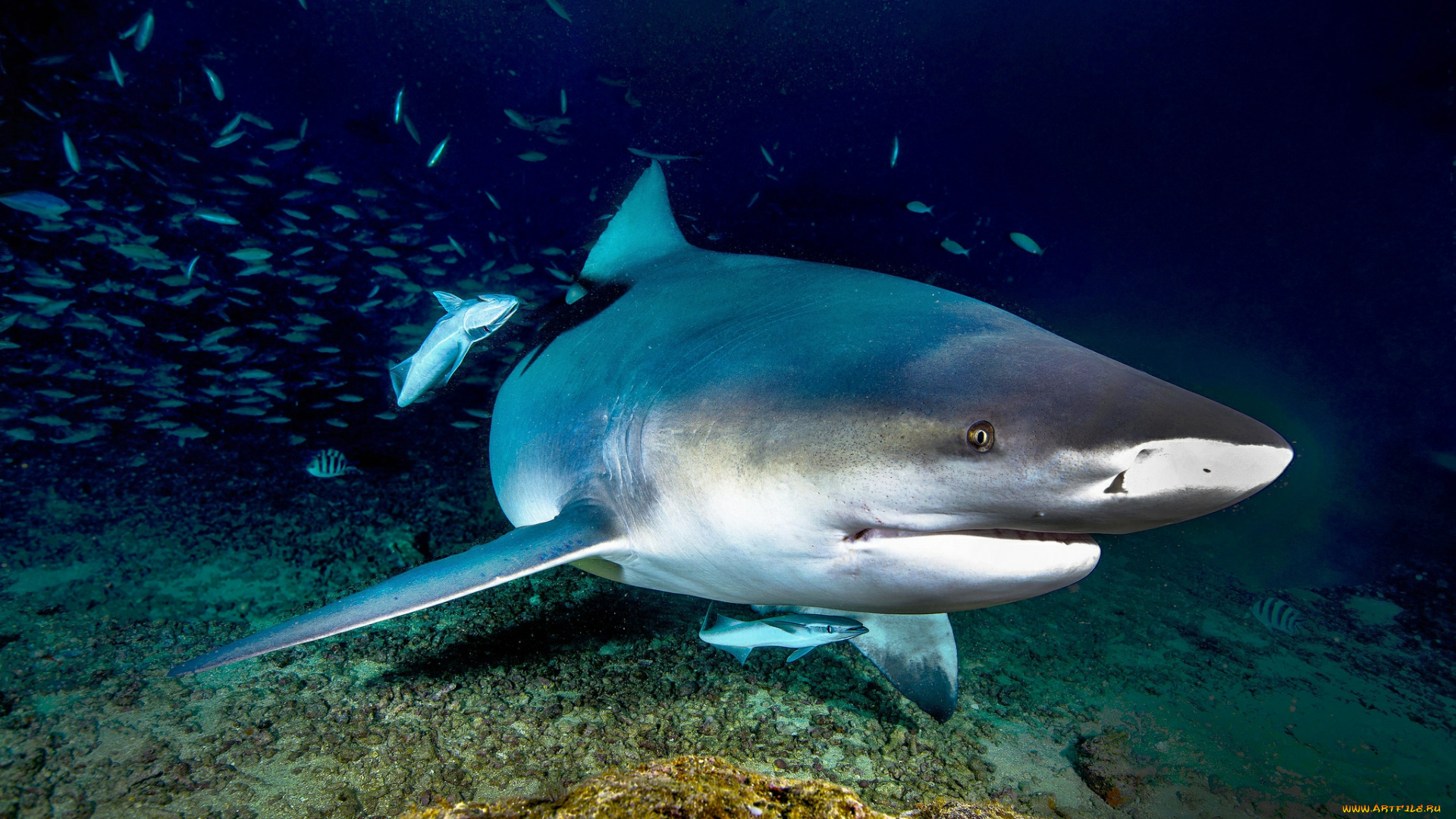 животные, акулы, акула, глубина, океан