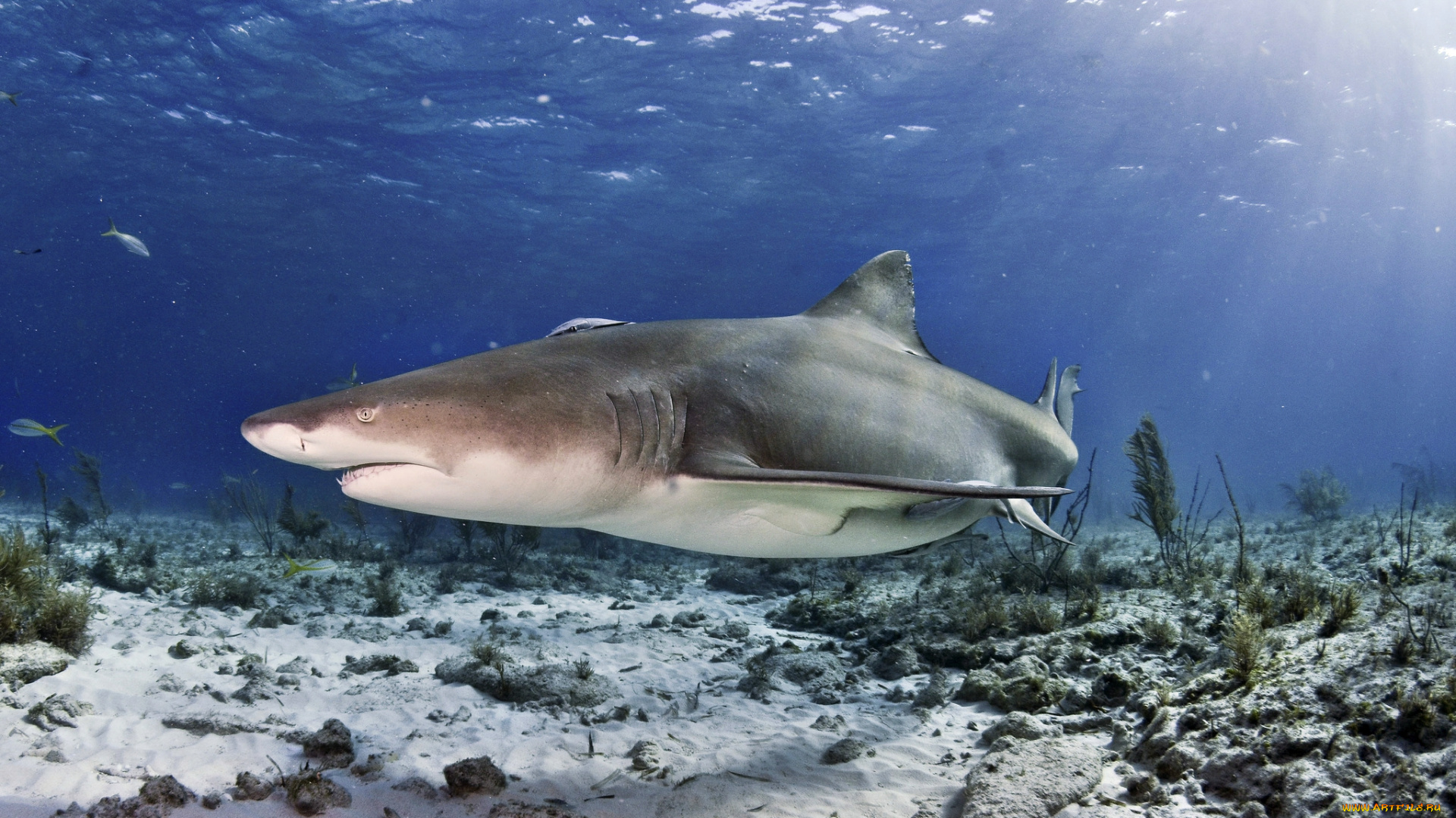 животные, акулы, акула, глубина, океан