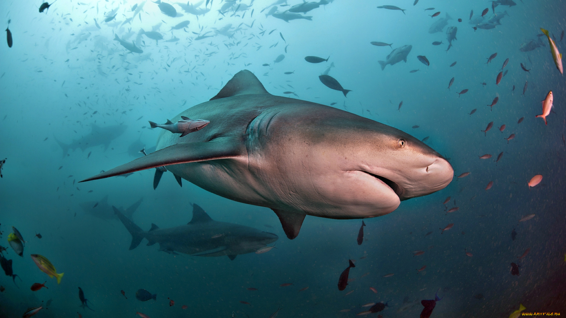 животные, акулы, акула, глубина, океан