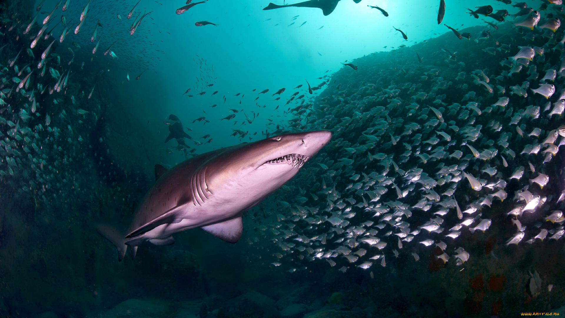 животные, акулы, глубина, океан, акула