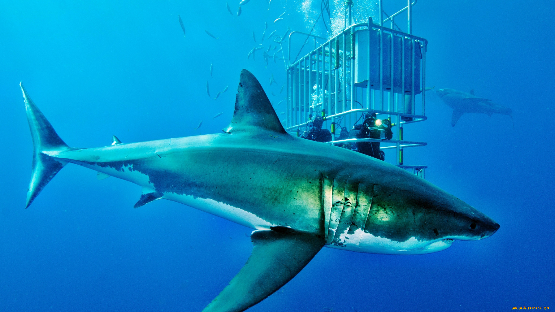 животные, акулы, клетка, акула, глубина, океан