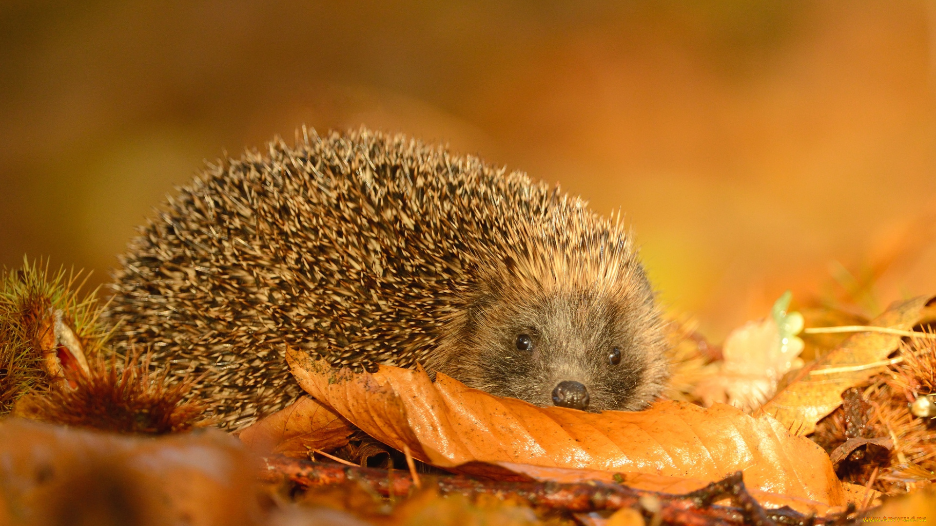животные, ежи, колючки, осень