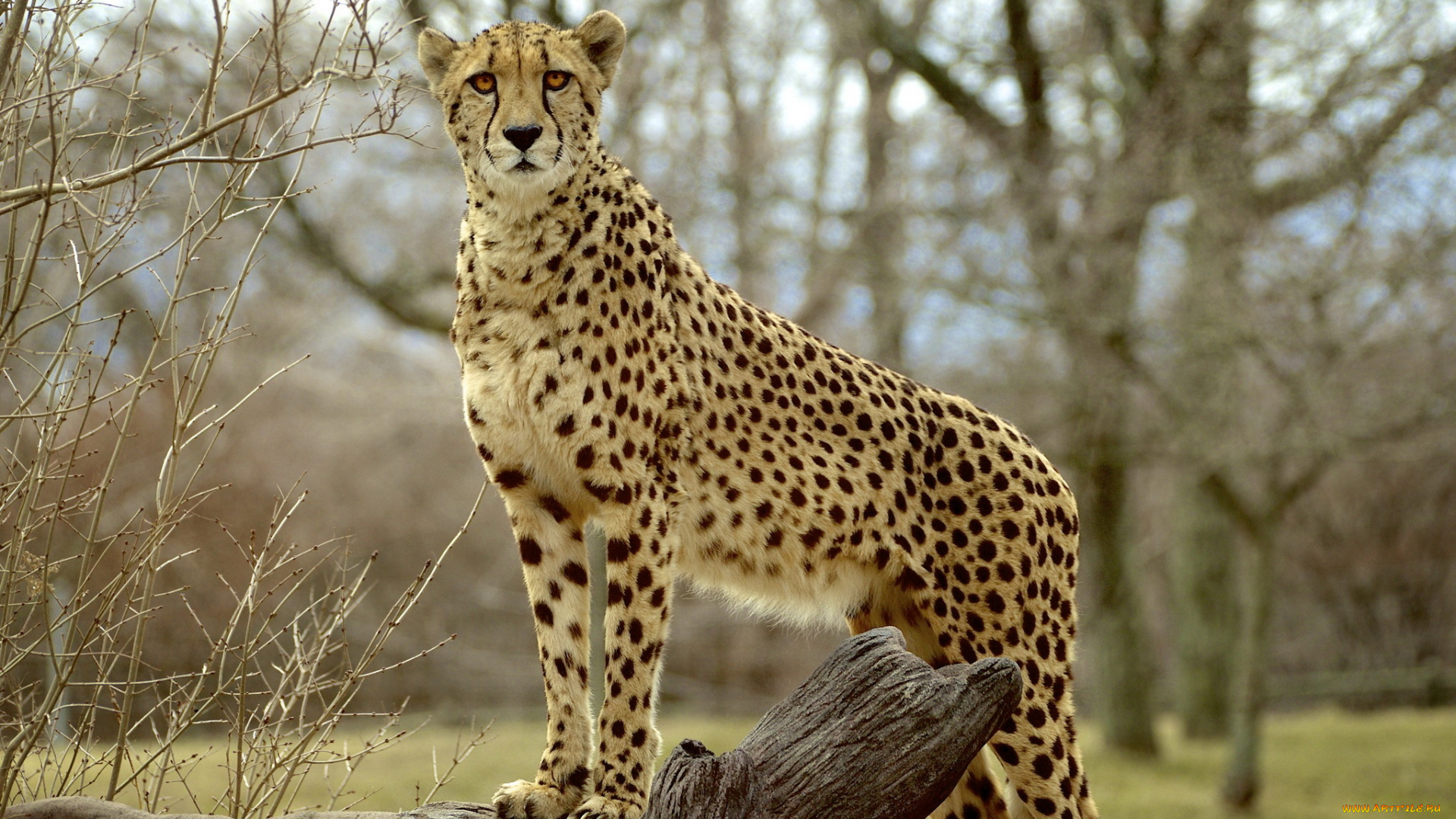 животные, гепарды, гепард, морда, взгляд, хищник