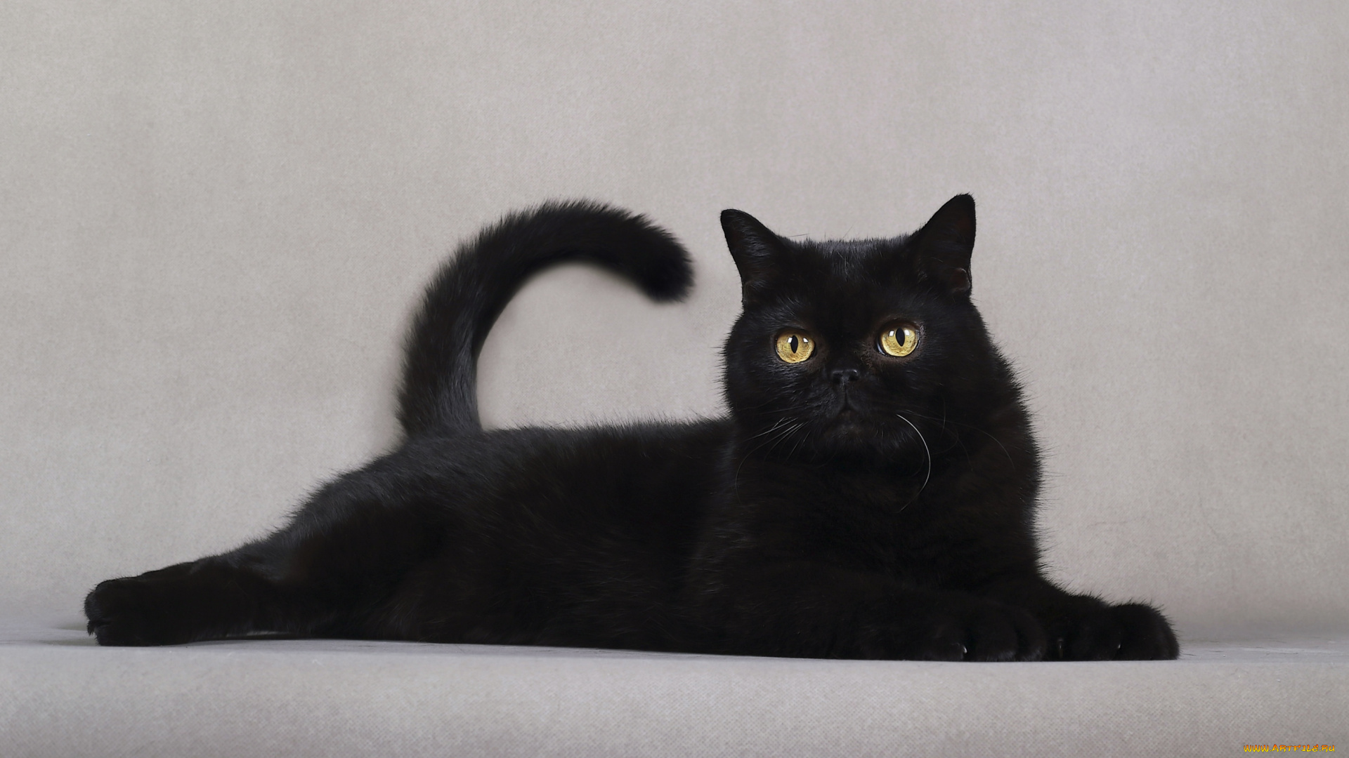 животные, коты, черный