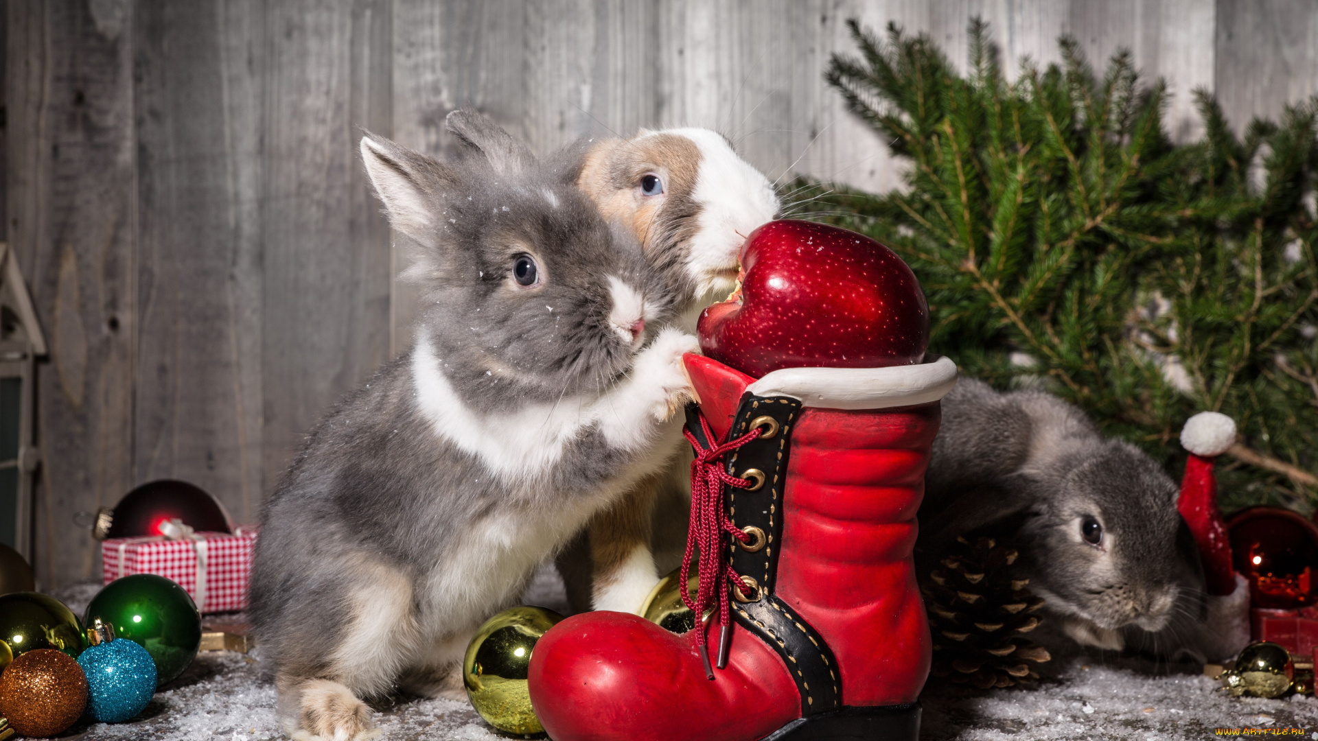 животные, кролики, , зайцы, новый, год, шарики, яблоко, ботинок