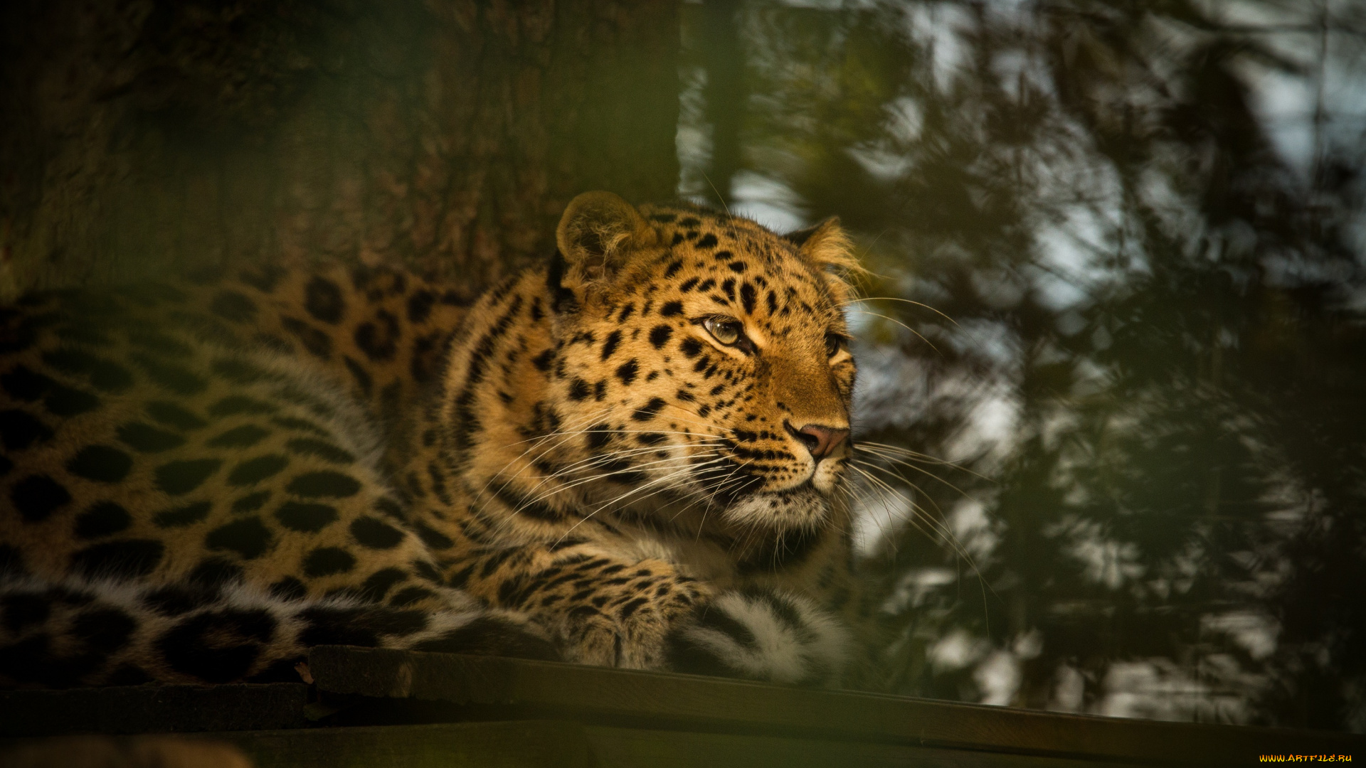 животные, леопарды, отдых, амурский, леопард