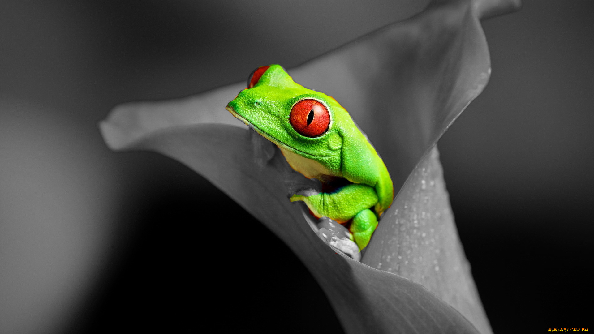 животные, лягушки, цветок, лягушка