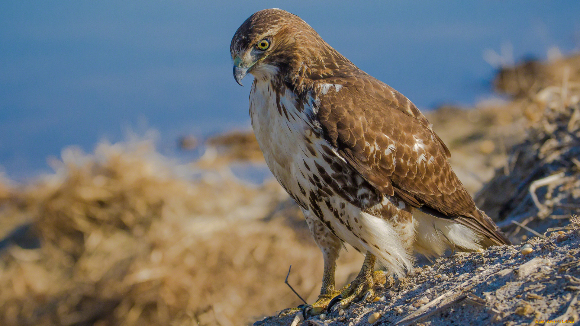 животные, птицы, -, хищники, хищник, краснохвостый, сарыч, ястреб, перья