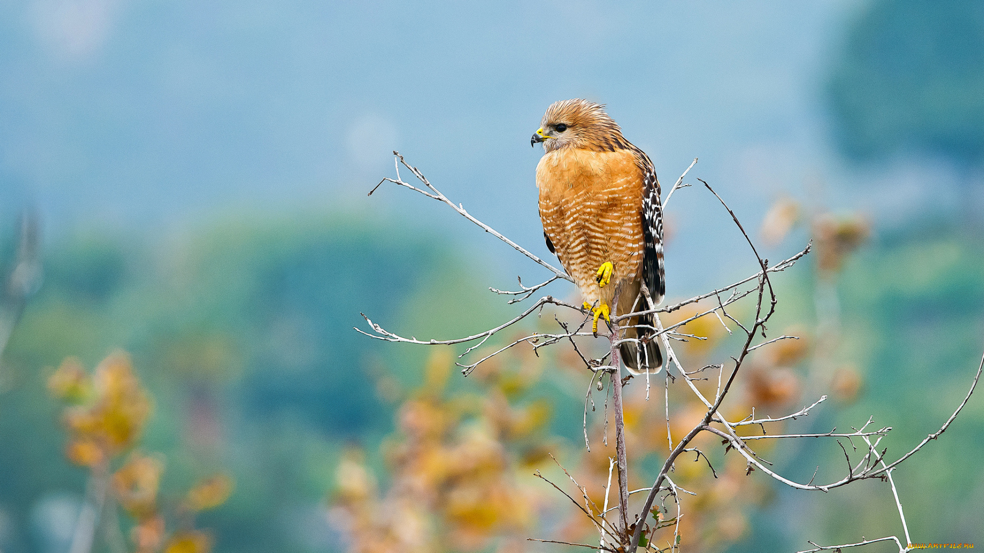животные, птицы, -, хищники, ястреб, хищник, птица, ветка, фон, перья