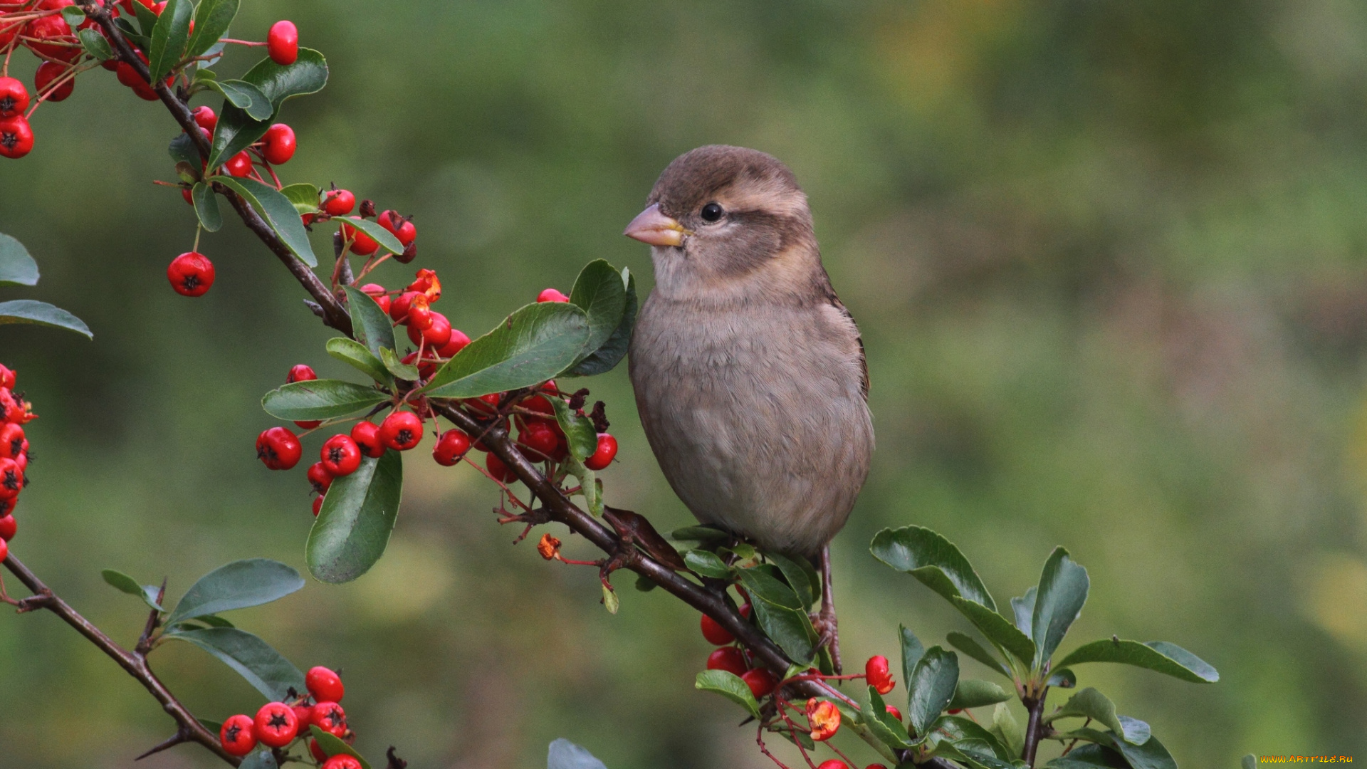 животные, птицы, птичка, ветка, ягоды, листочки