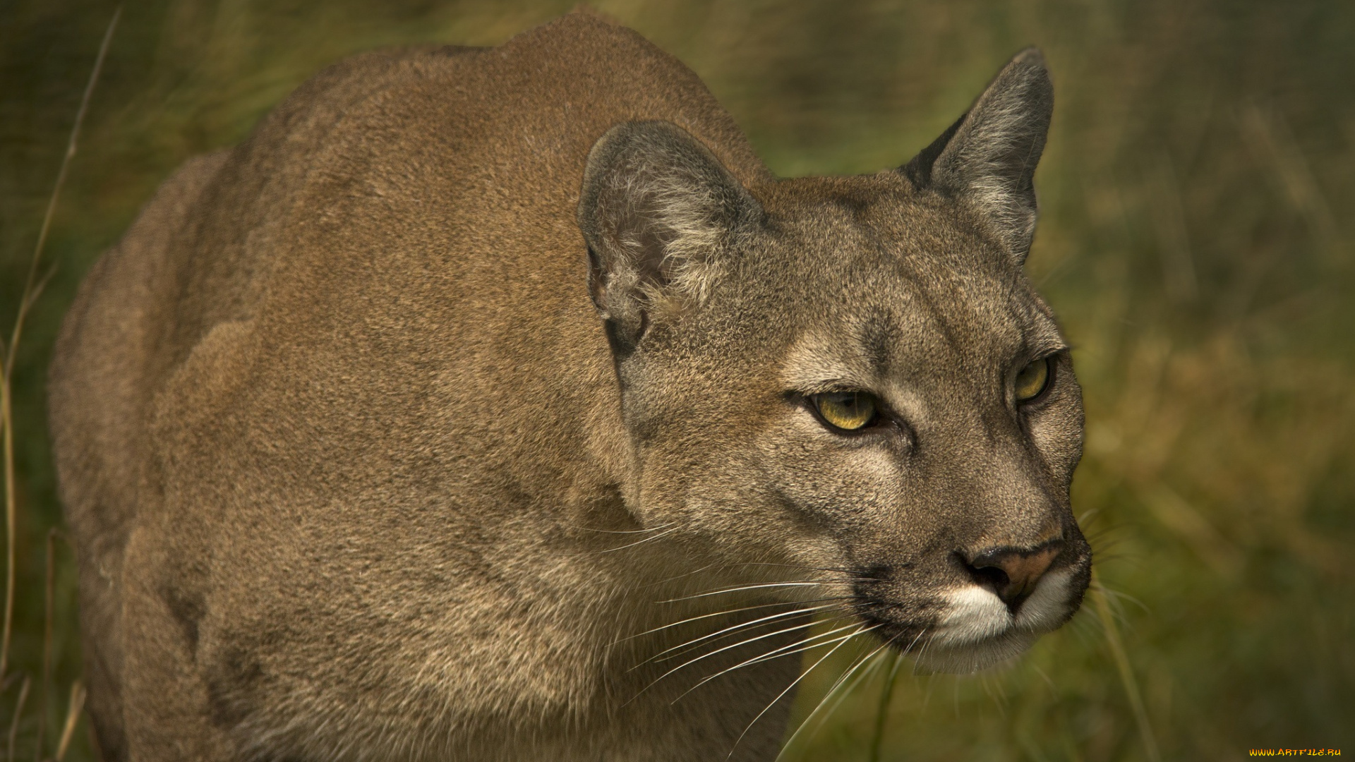 животные, пумы, кугуар, морда, горный, лев