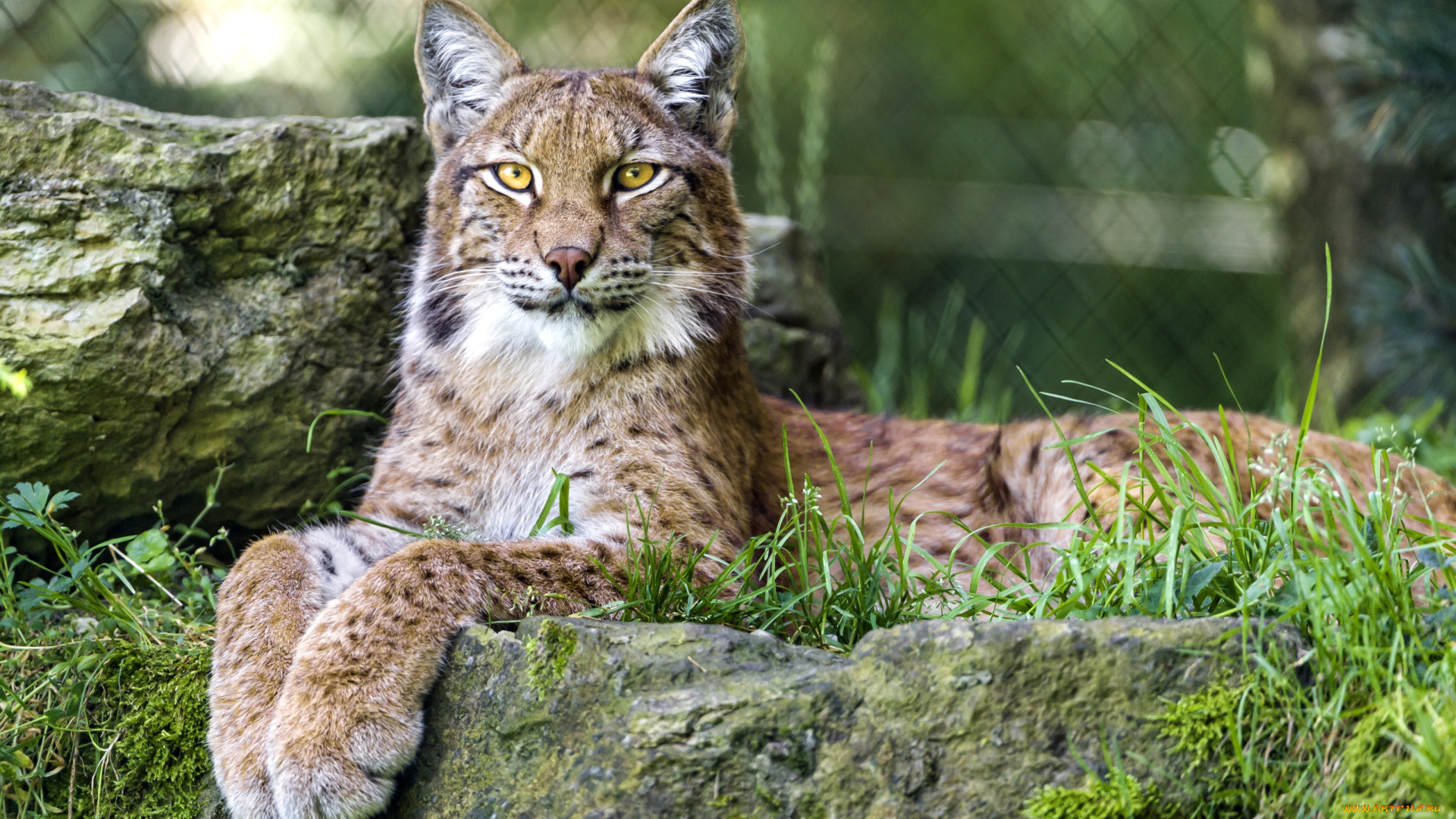 животные, рыси, кошка