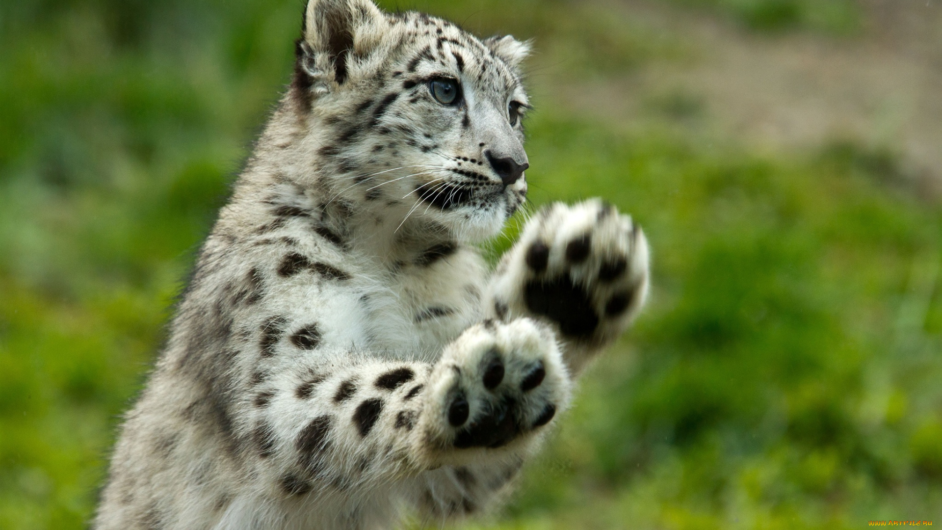 животные, снежный, барс, , ирбис, лапы, детеныш, барс