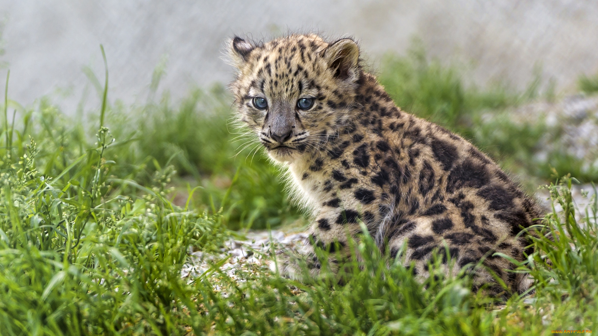 животные, снежный, барс, , ирбис, малыш