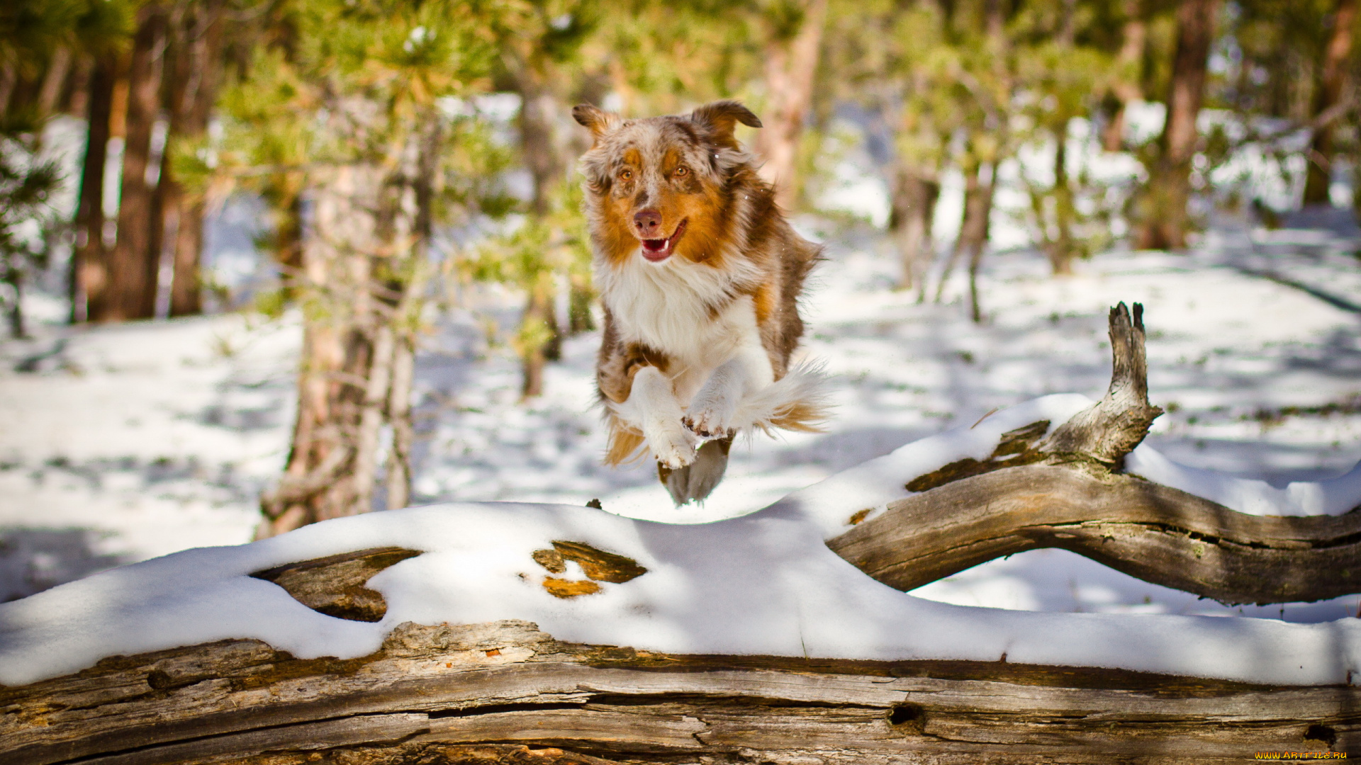 животные, собаки, природа, лес, снег, бревно, прижок, друг, собака