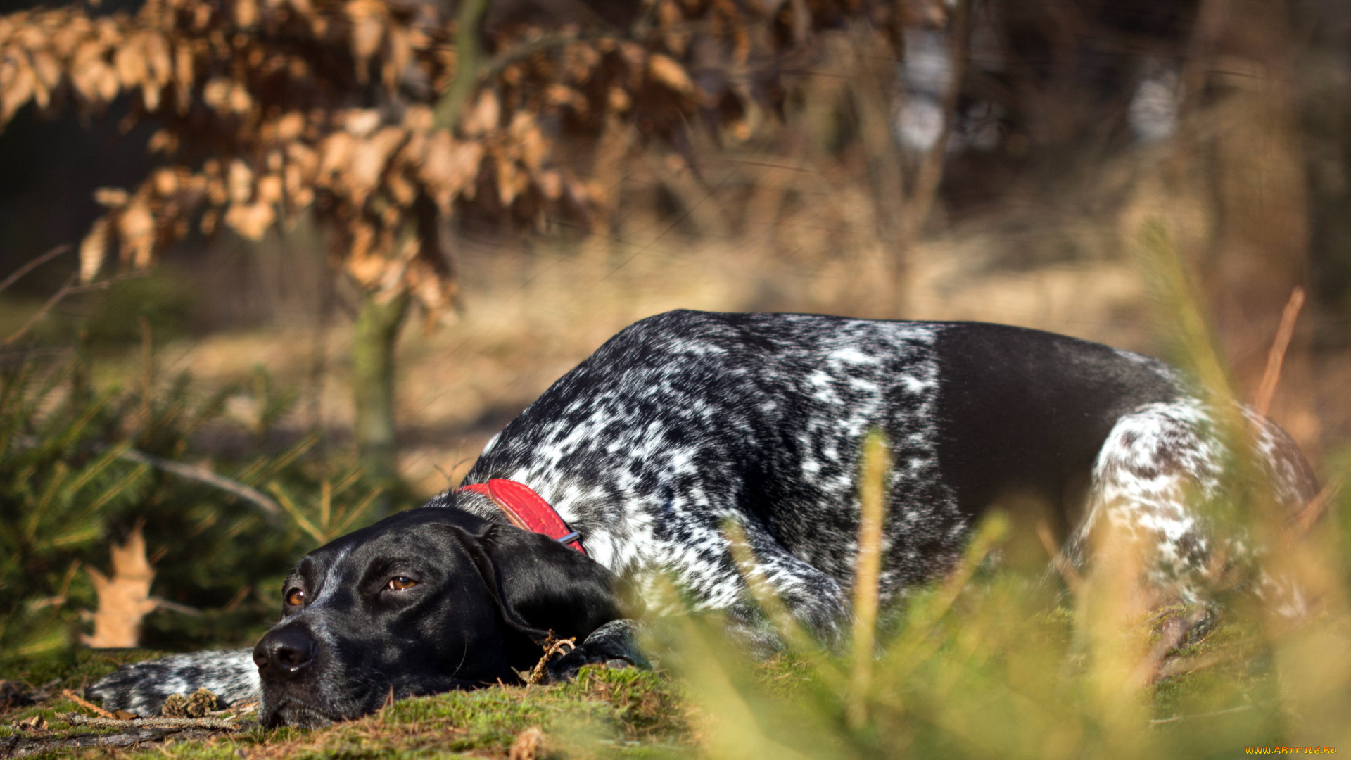 животные, собаки, собака