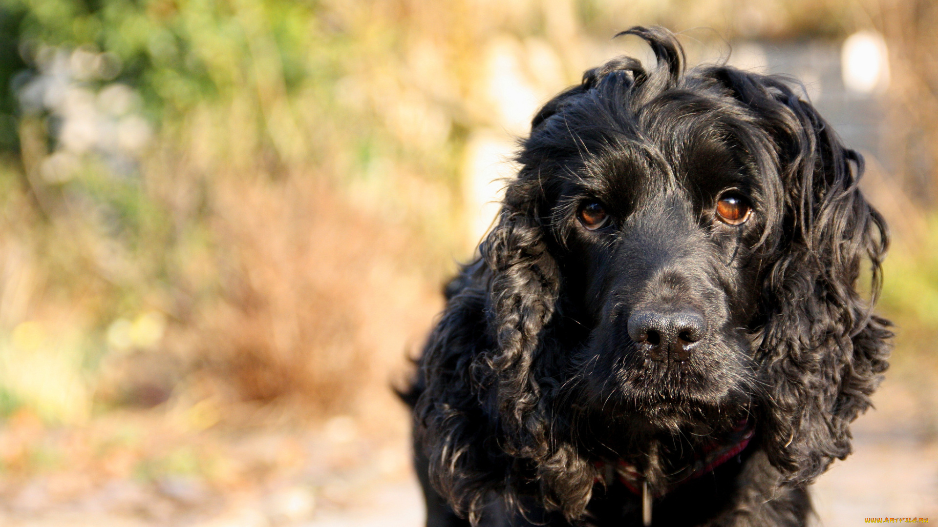 животные, собаки, собака, фон, взгляд