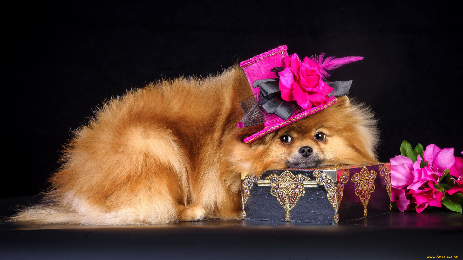 животные, собаки, собака, шляпа, шкатулка, цветы