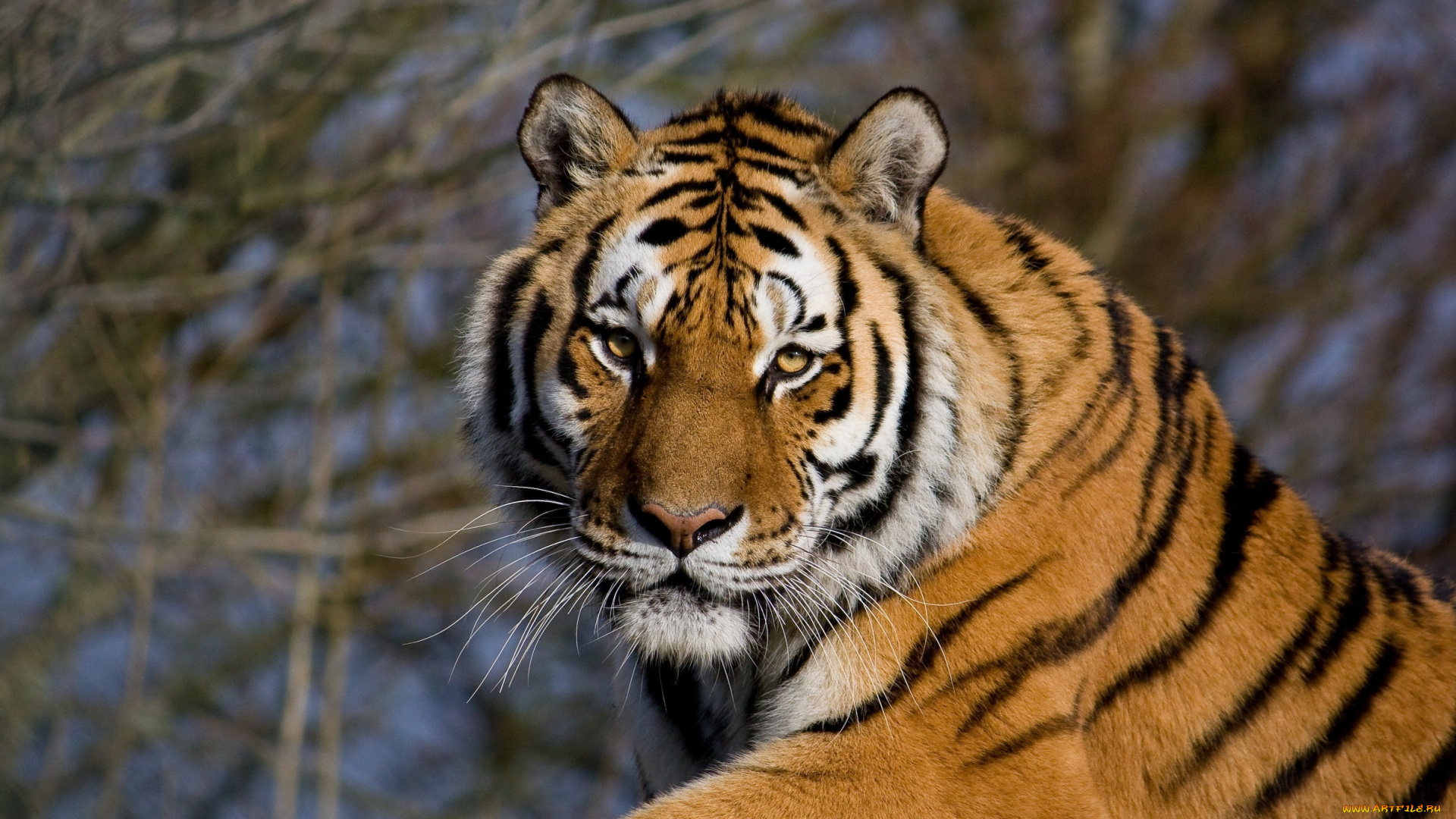 животные, тигры, морда, тигр