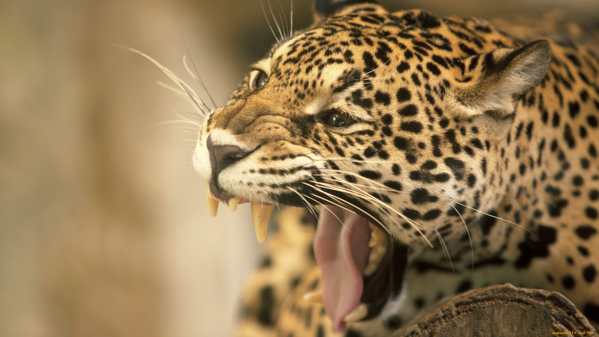 животные, Ягуары, пасть, клыки, язык, морда, ягуар