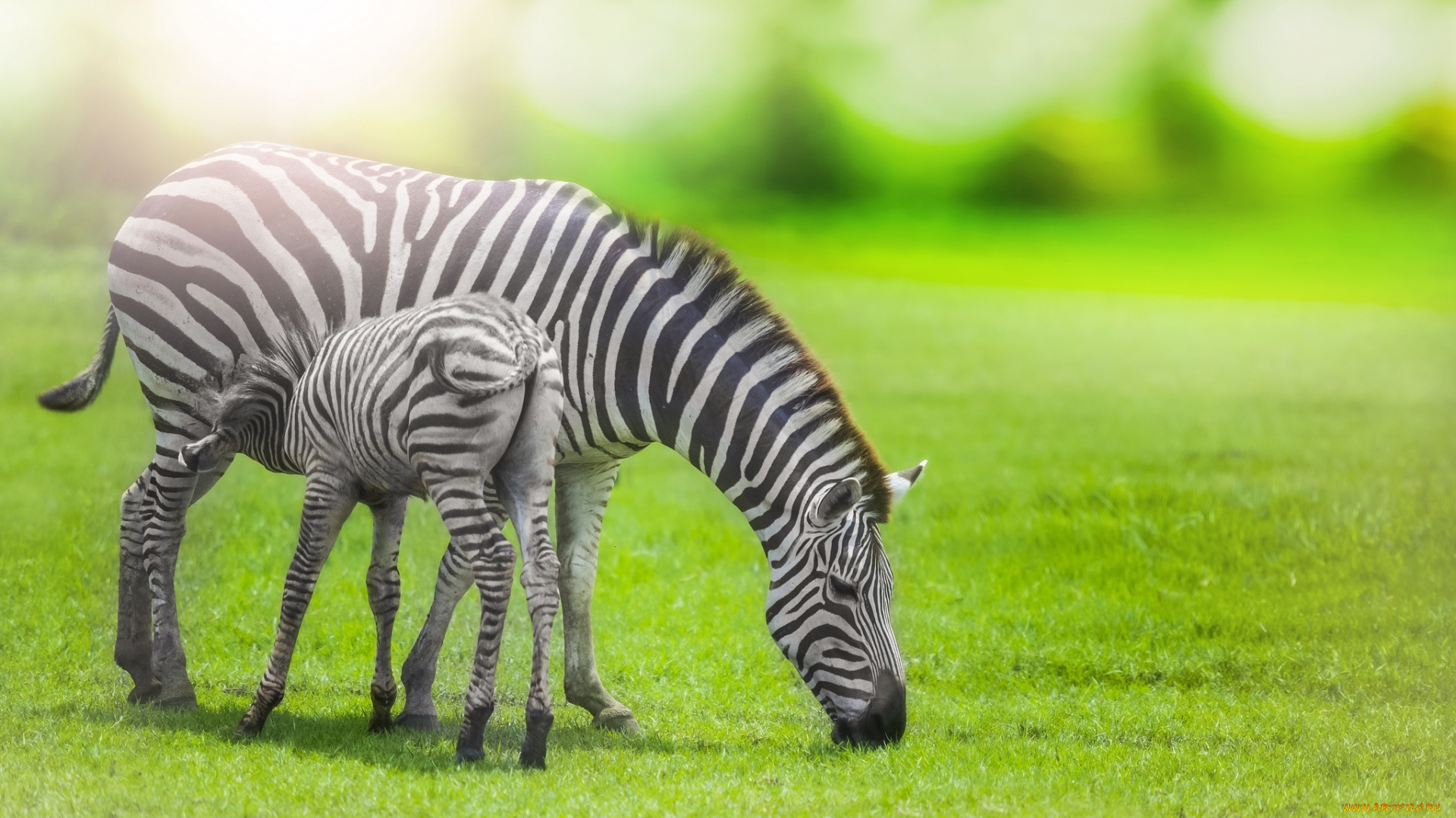 животные, зебры, мама, солнце, трава, жеребенок