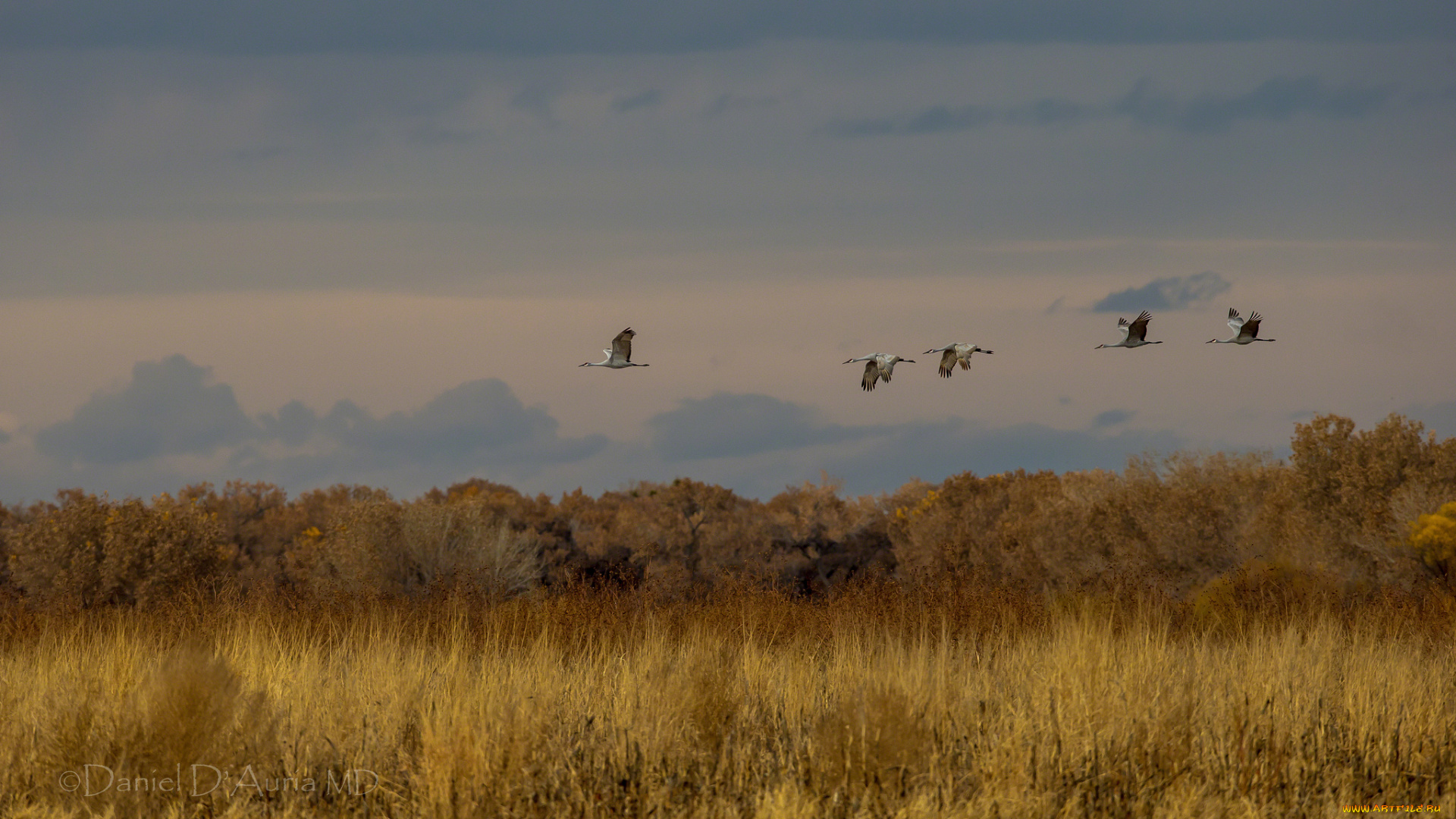 животные, журавли, полет