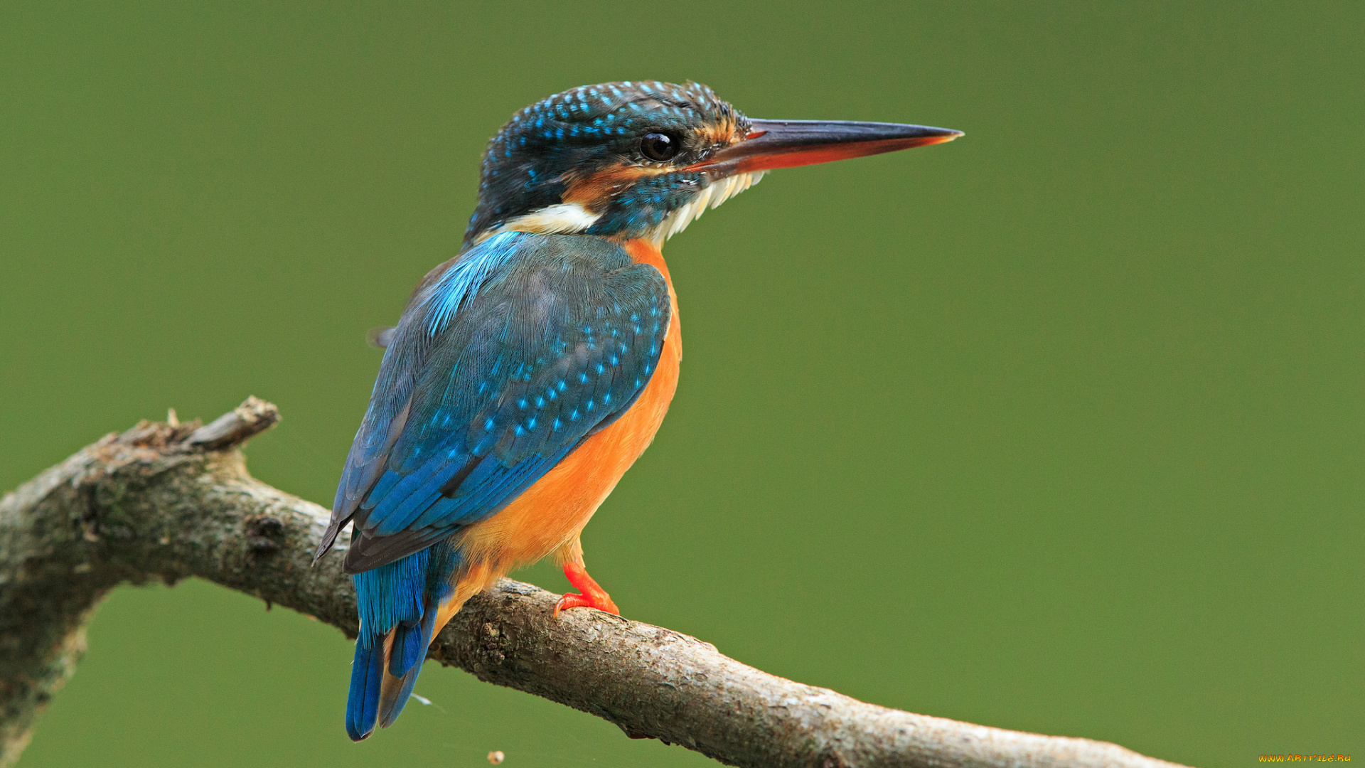 животные, зимородки, птичка, ветка
