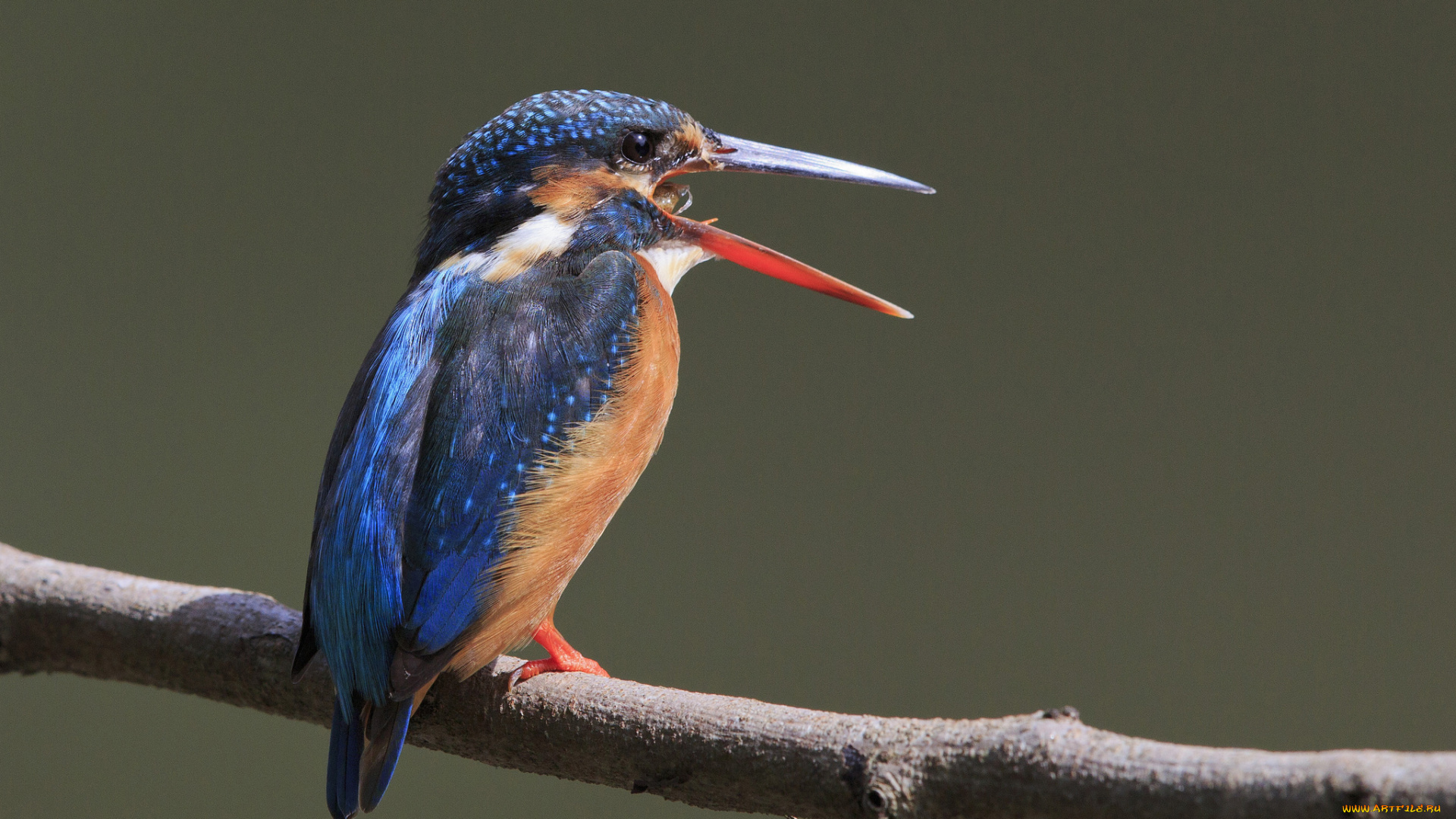 животные, зимородки, птичка, ветка