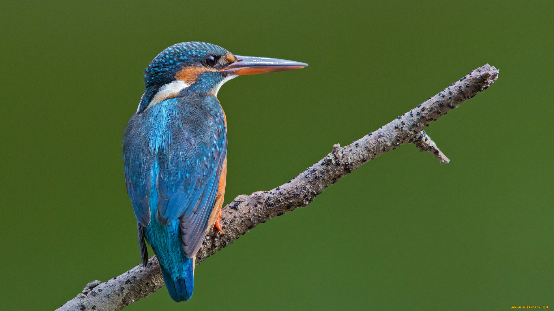 животные, зимородки, птичка, ветка