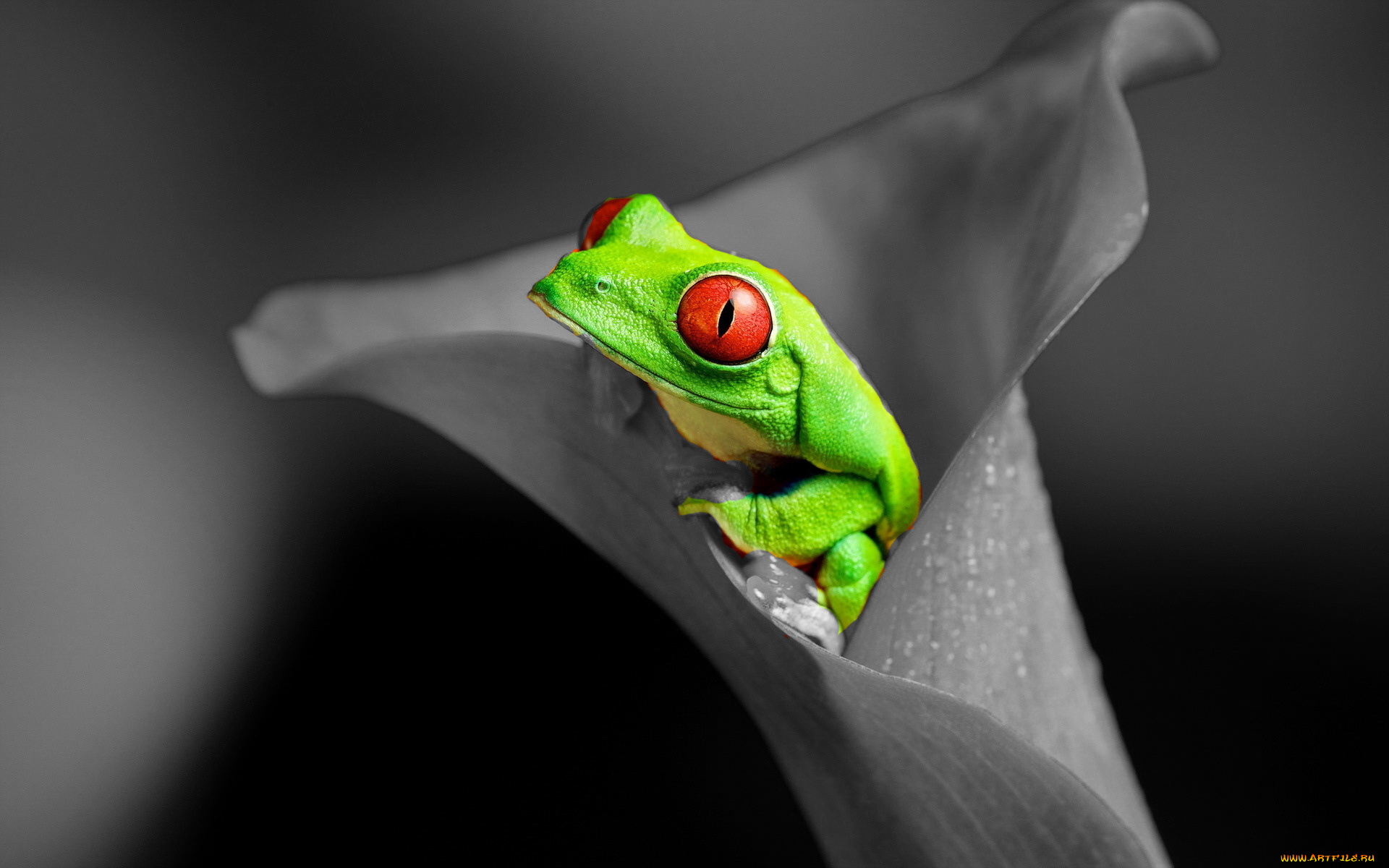 животные, лягушки, цветок, лягушка