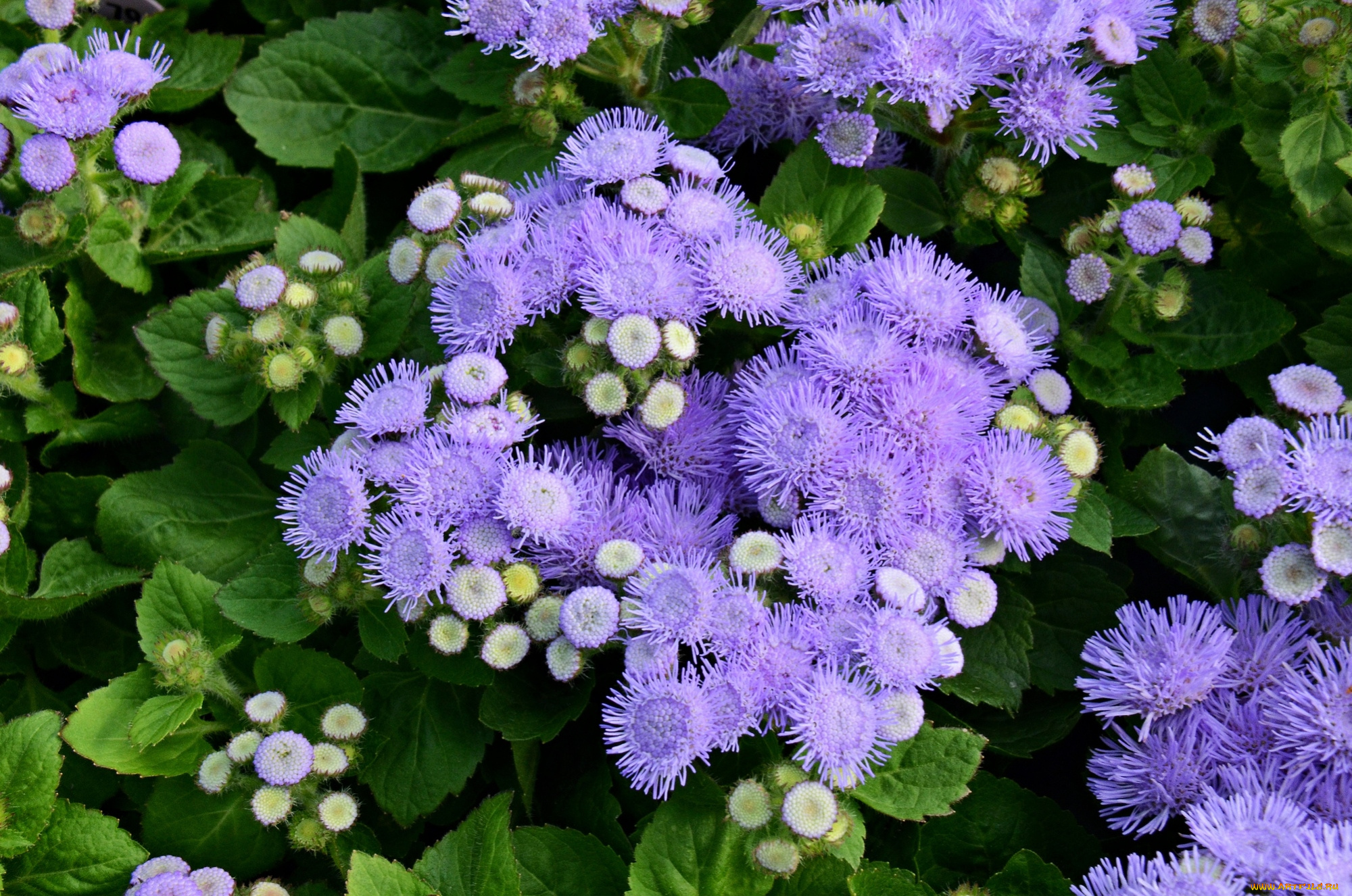 цветы, агератум, пушистики