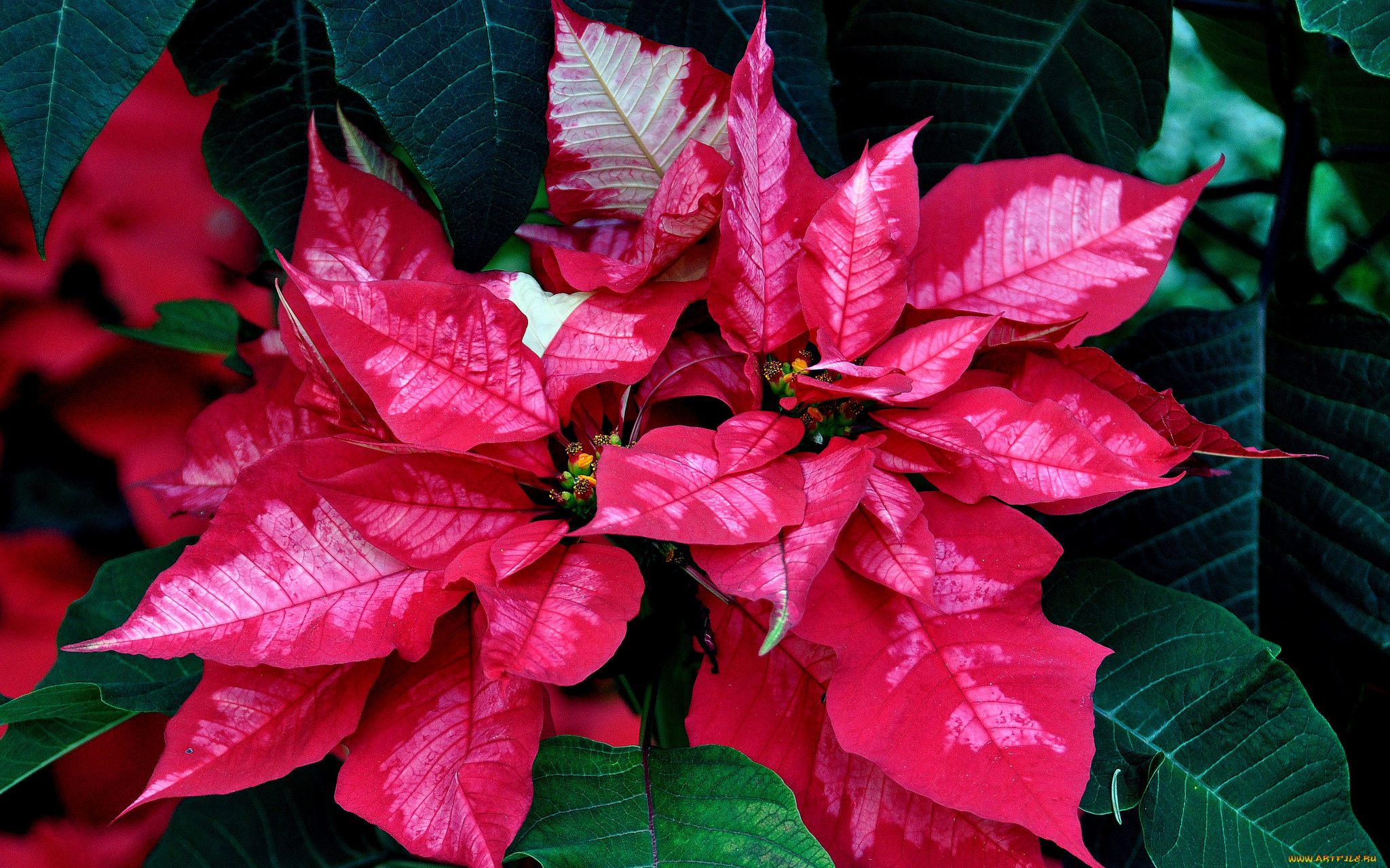 цветы, пуансеттия, листья