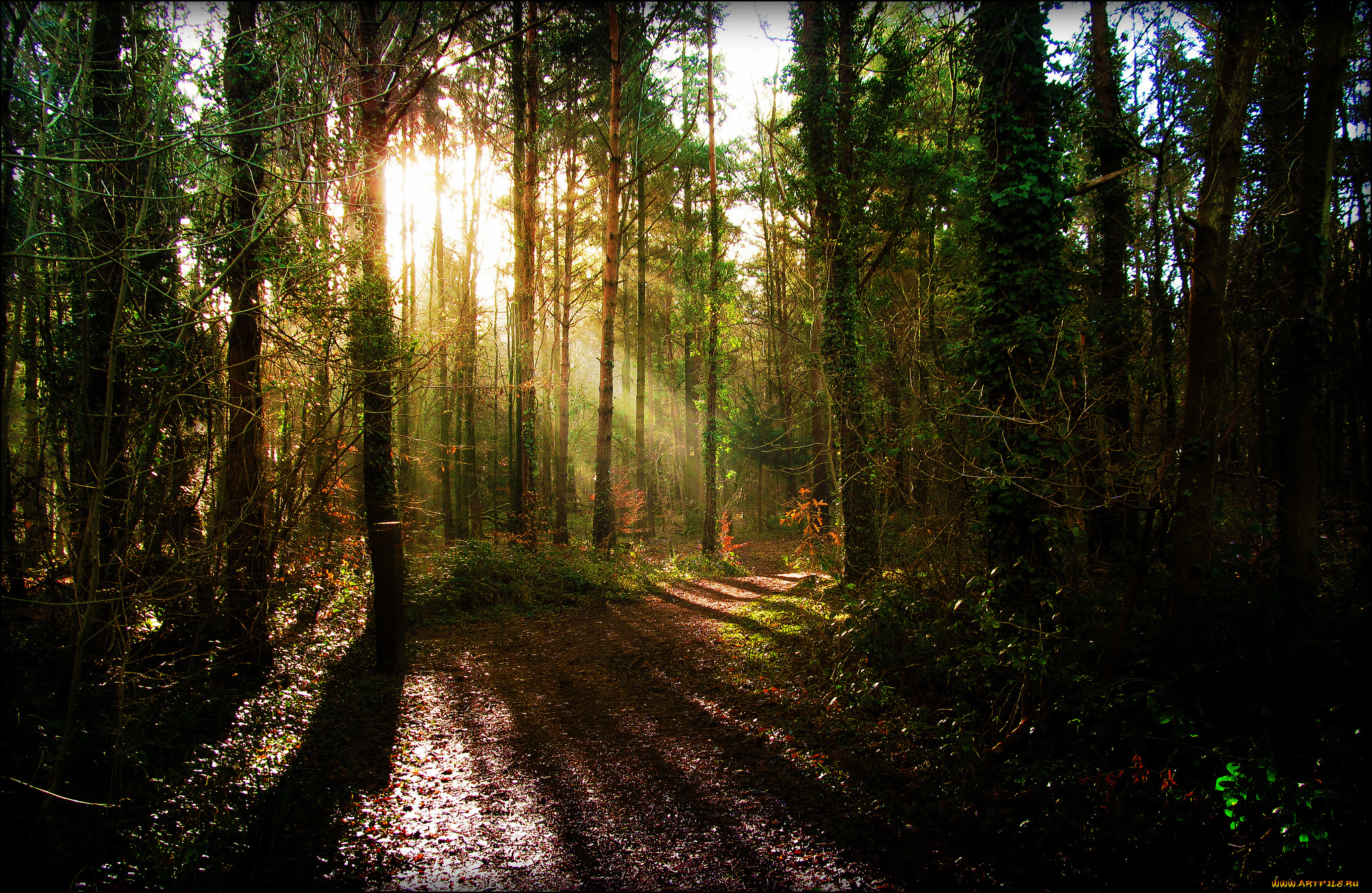 природа, лес, ели, свет, тропинка