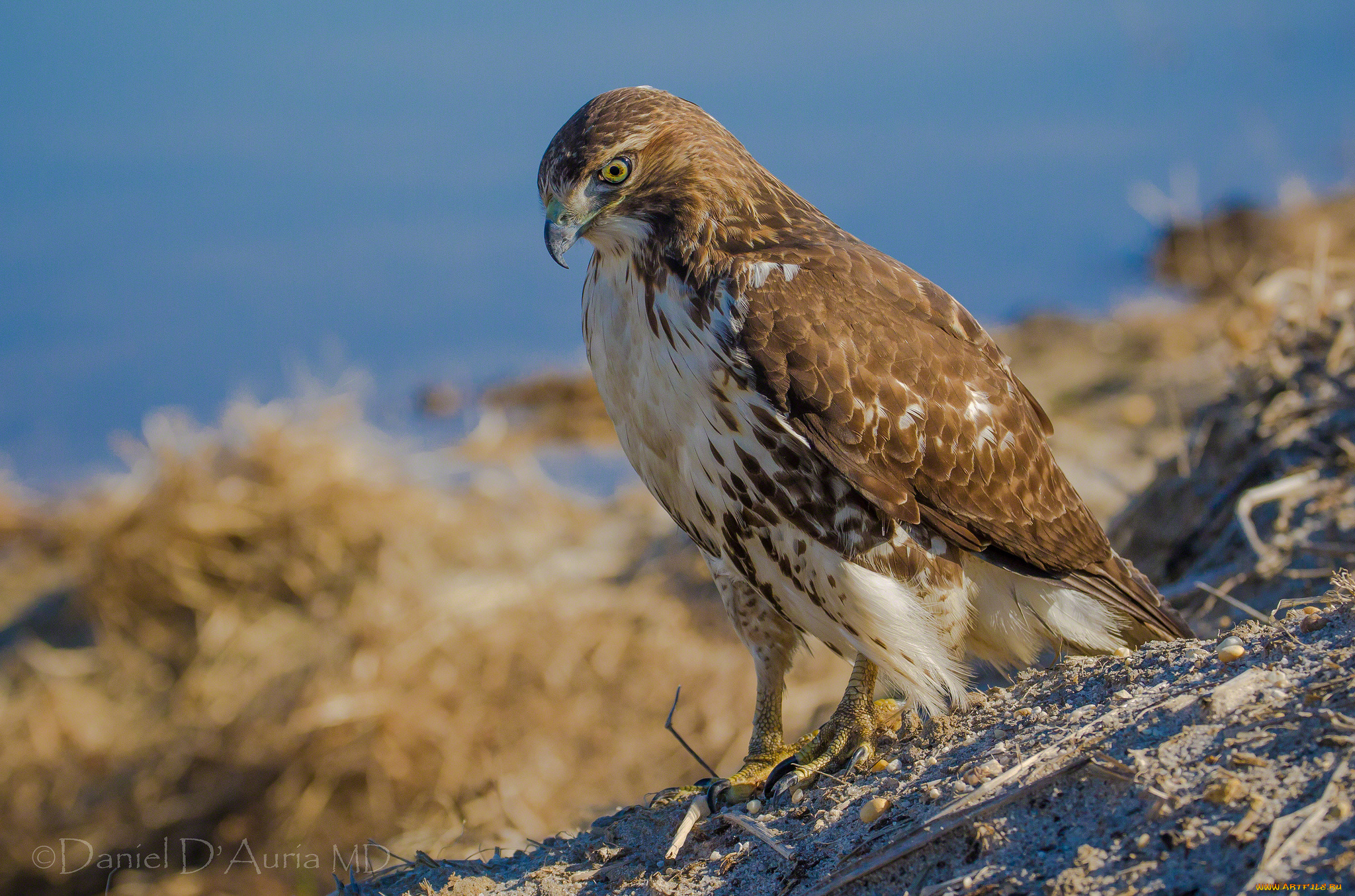 животные, птицы, -, хищники, хищник, краснохвостый, сарыч, ястреб, перья