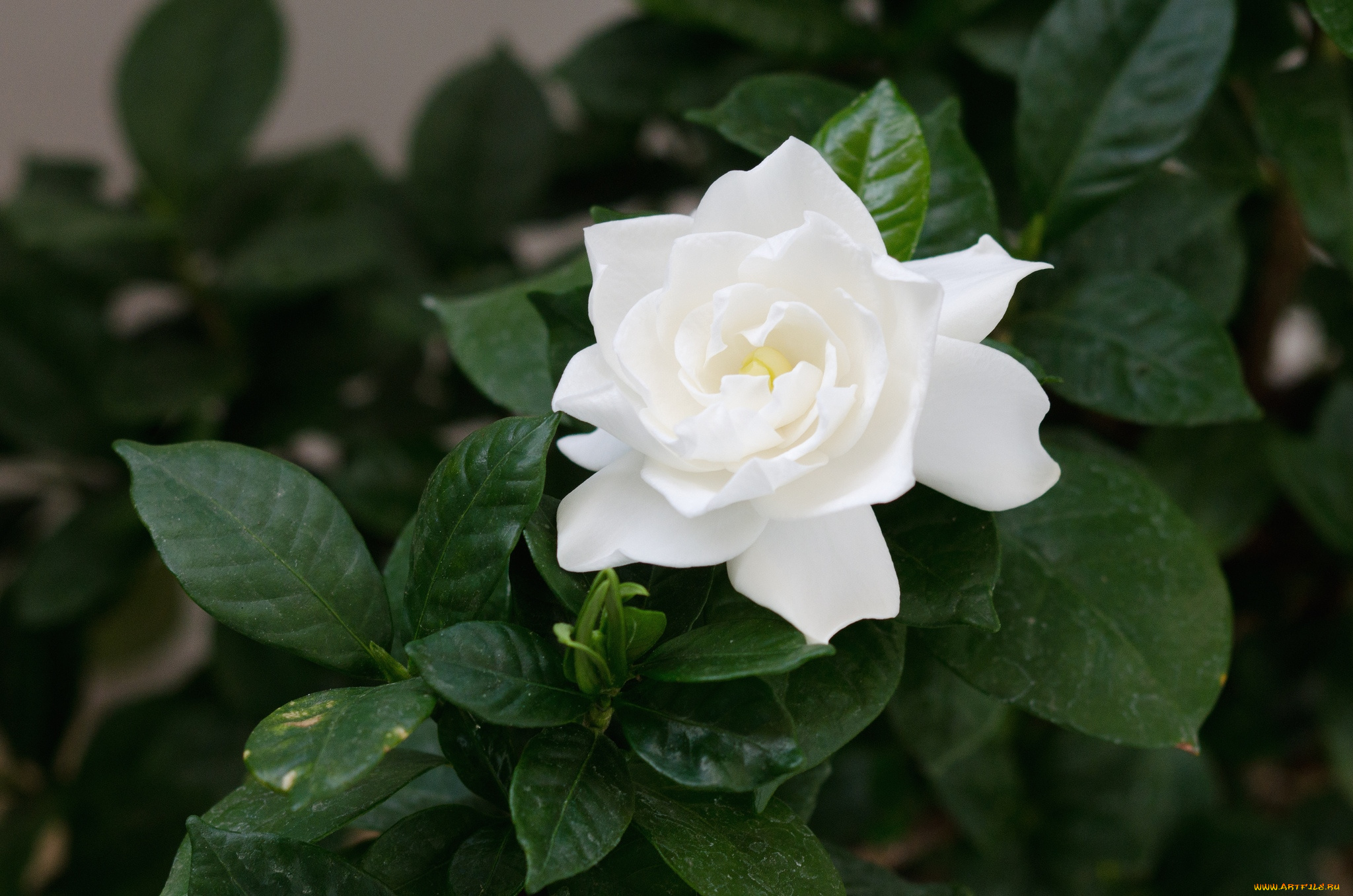 цветы, гардения, белый