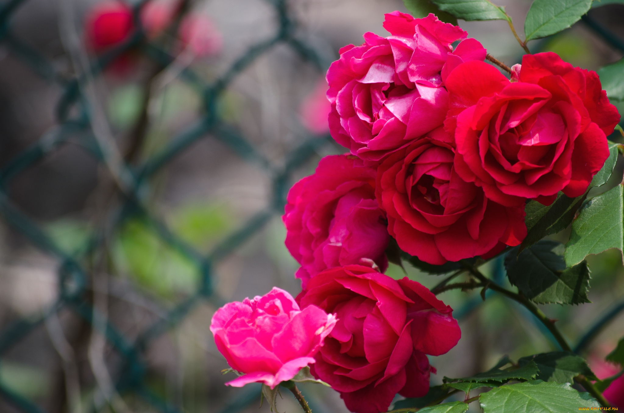 цветы, розы, красный