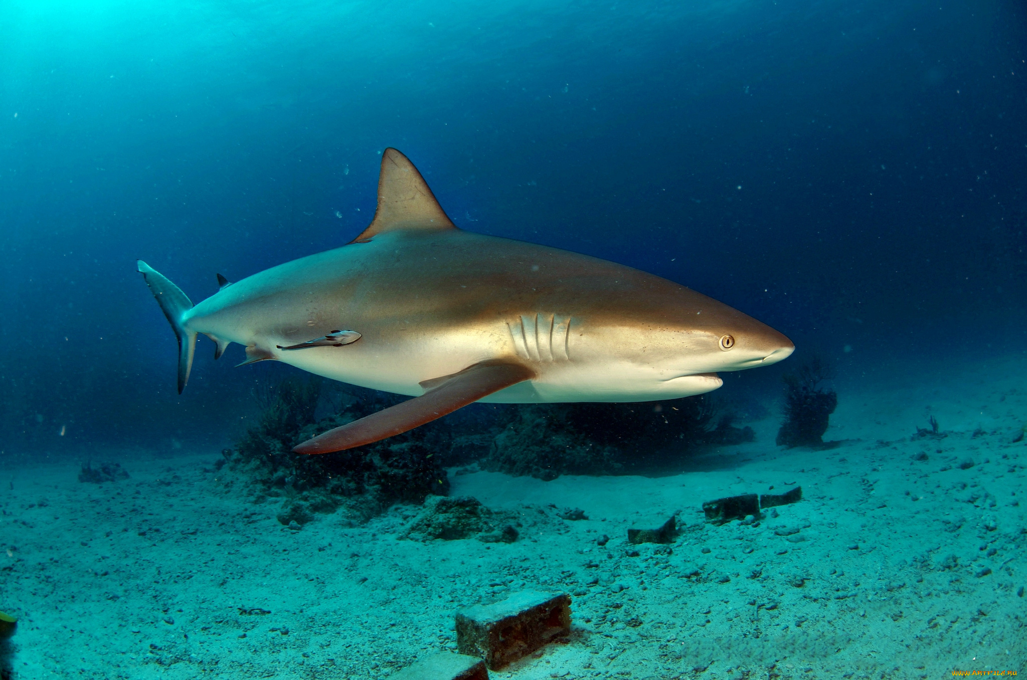животные, акулы, акула, глубина, океан
