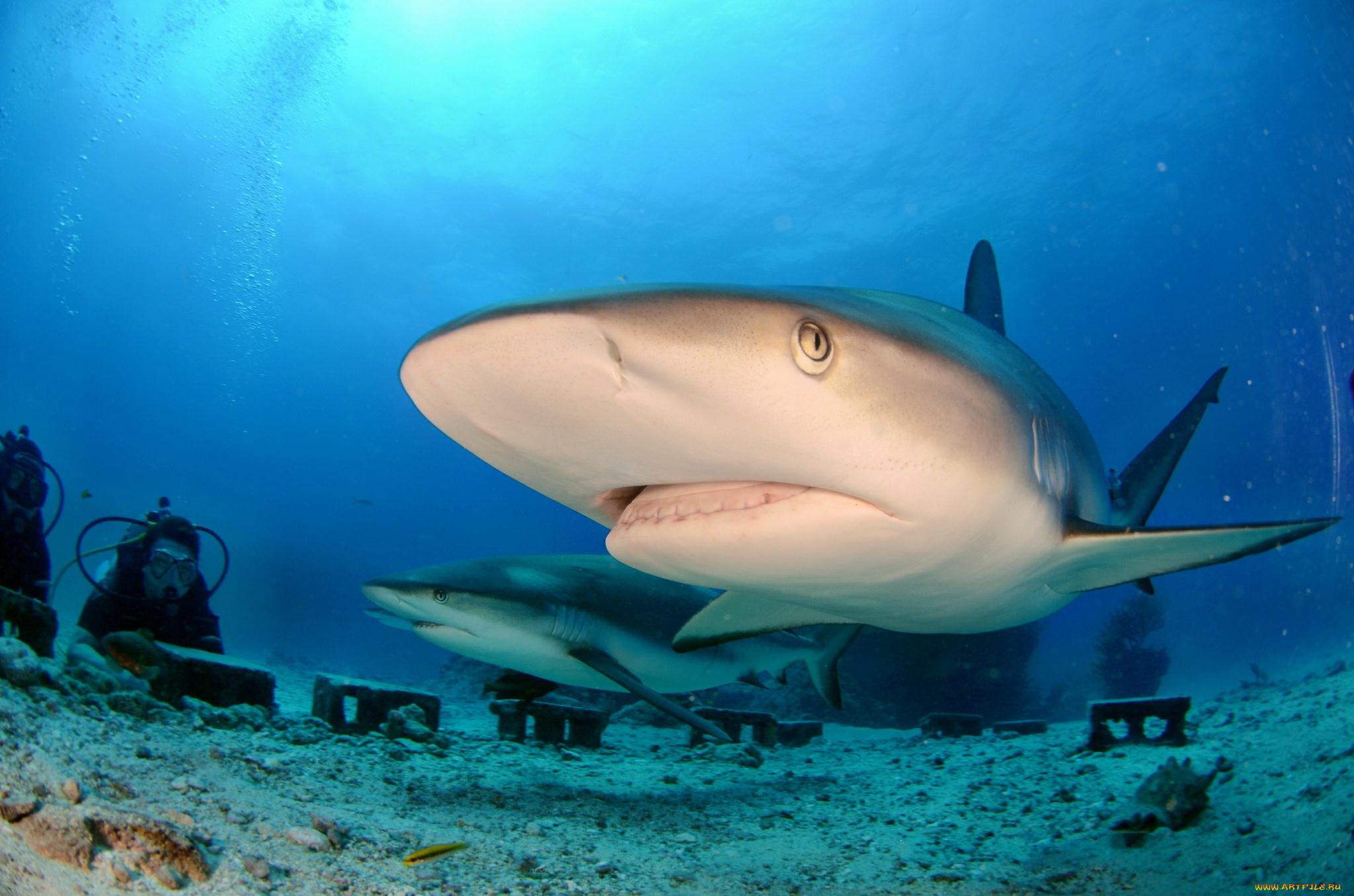 животные, акулы, акула, глубина, океан