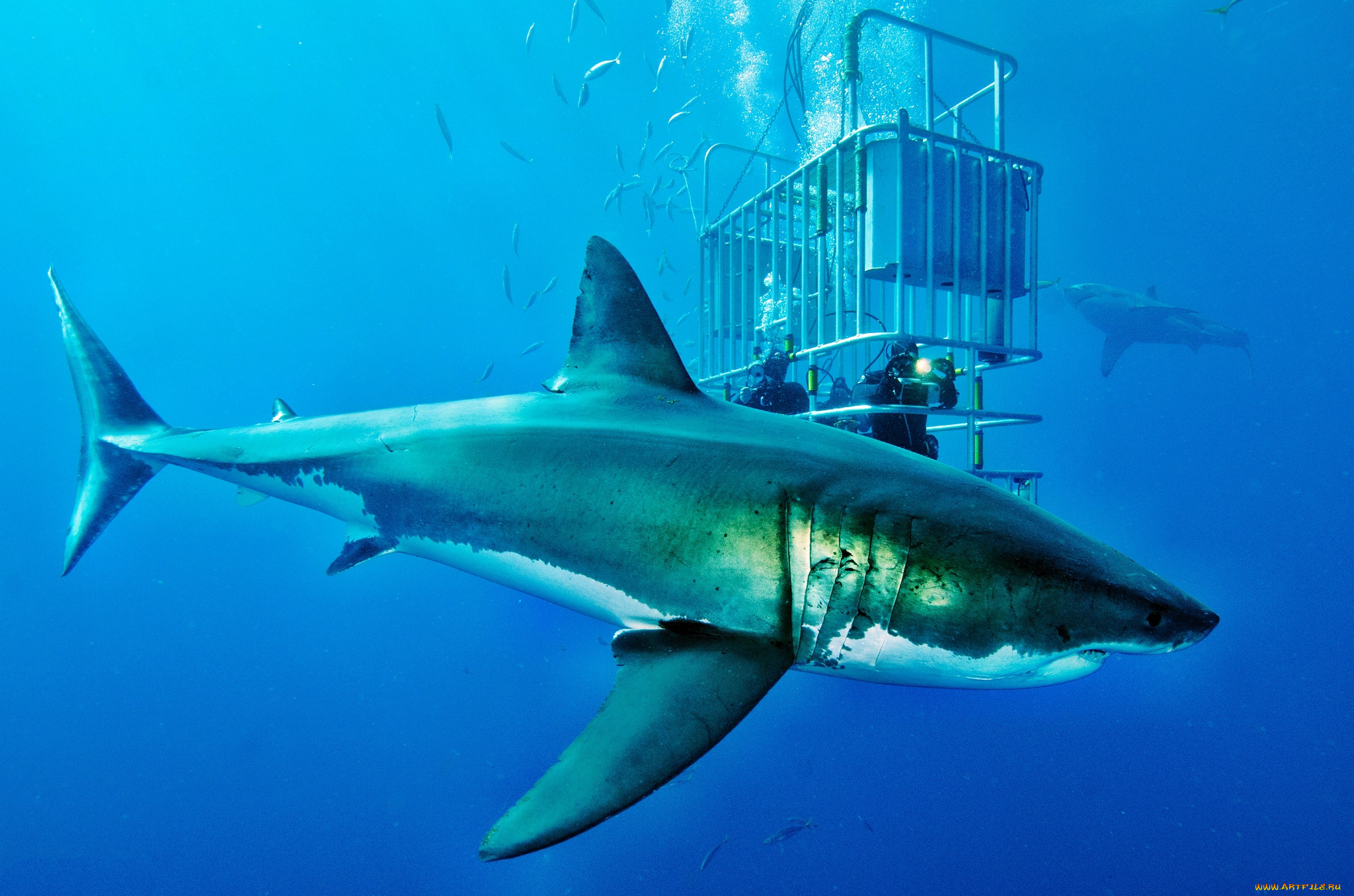 животные, акулы, клетка, акула, глубина, океан