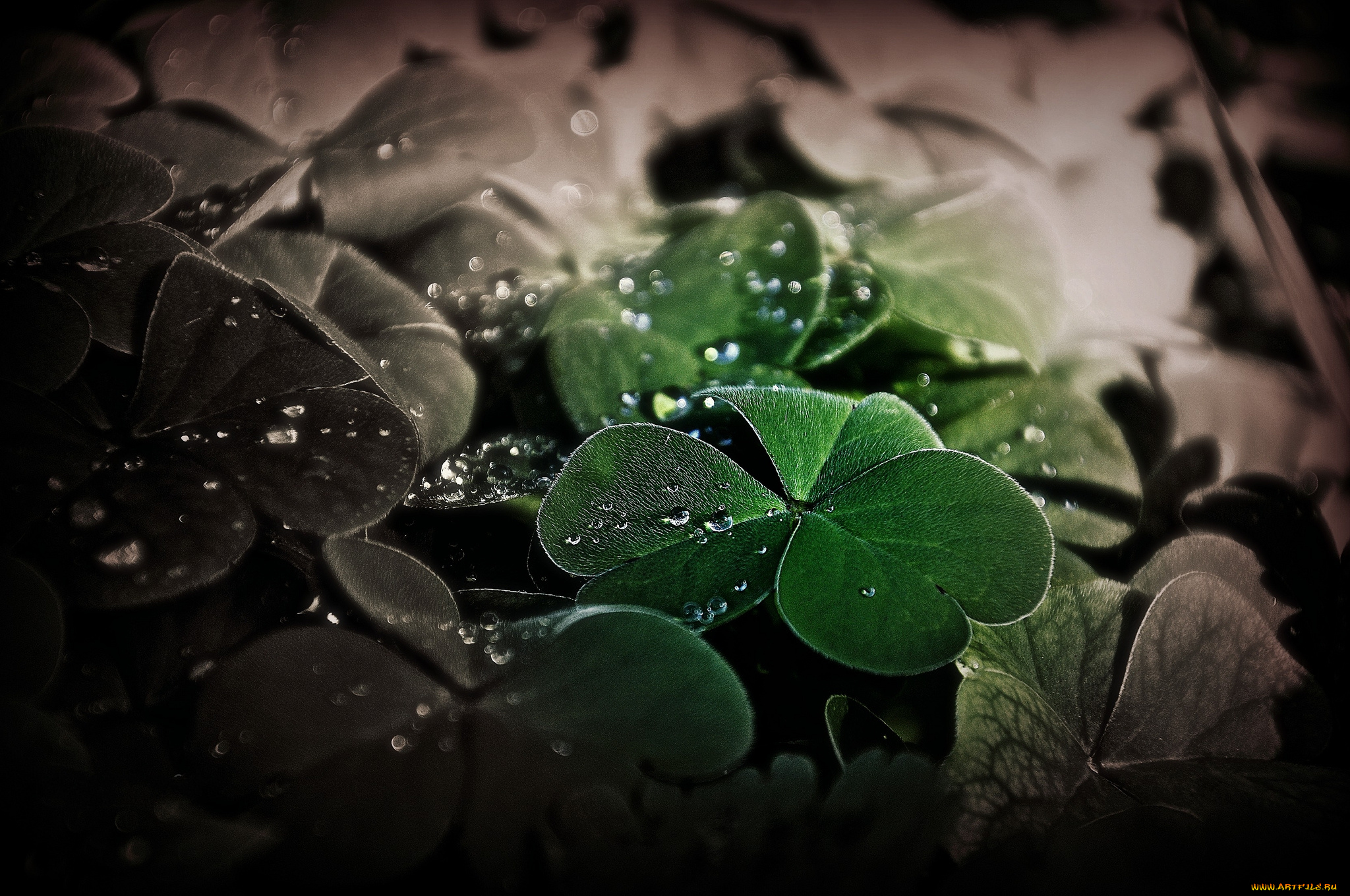 природа, макро, растительность, листья, роса