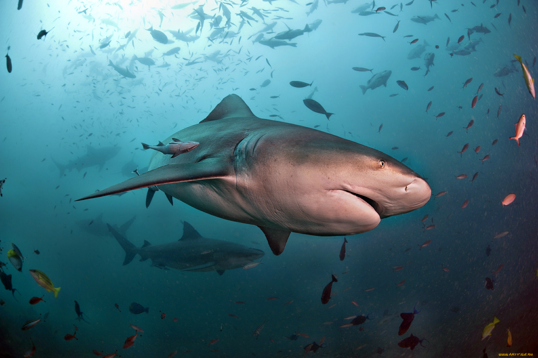 животные, акулы, акула, глубина, океан