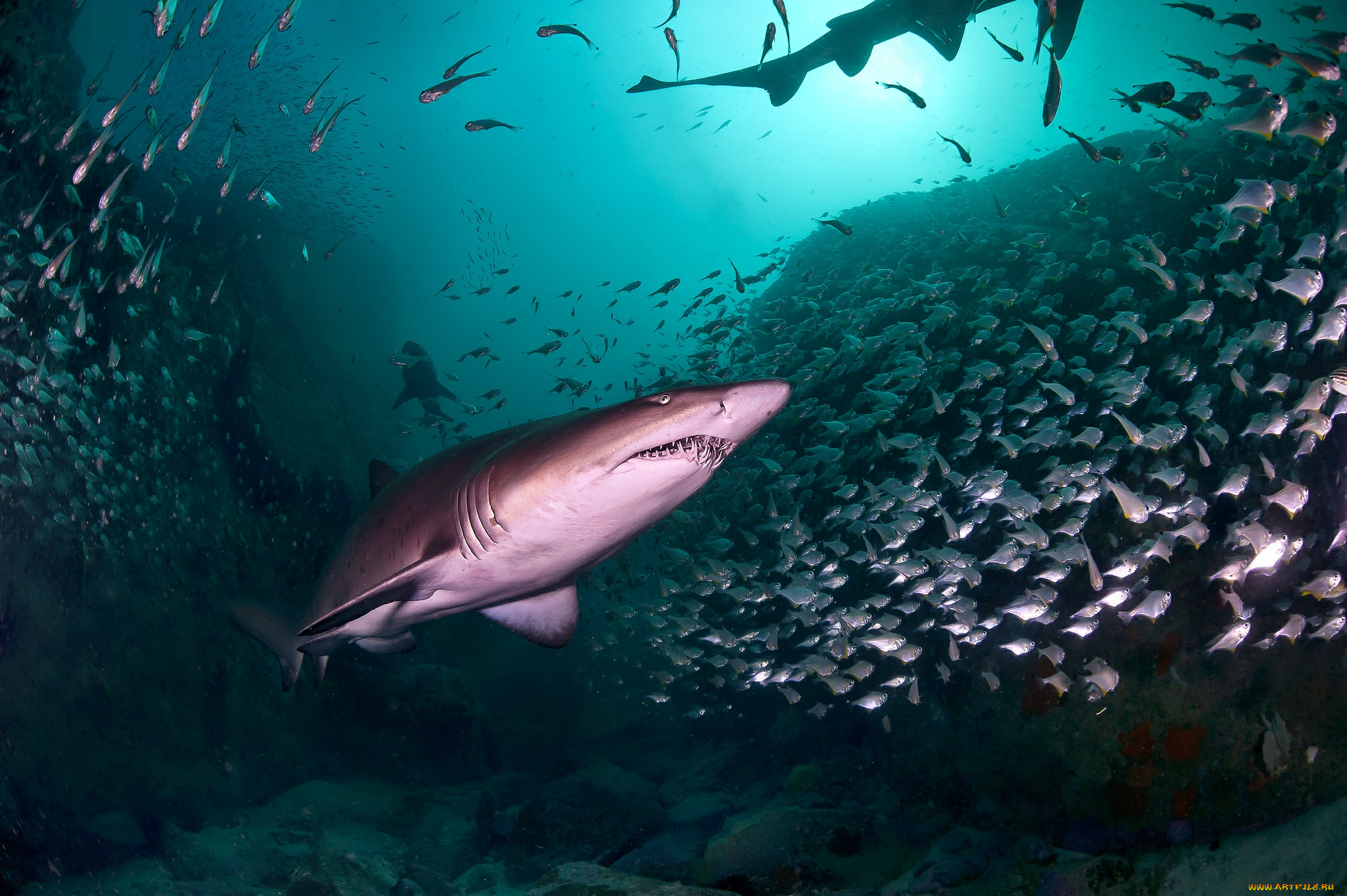 животные, акулы, глубина, океан, акула
