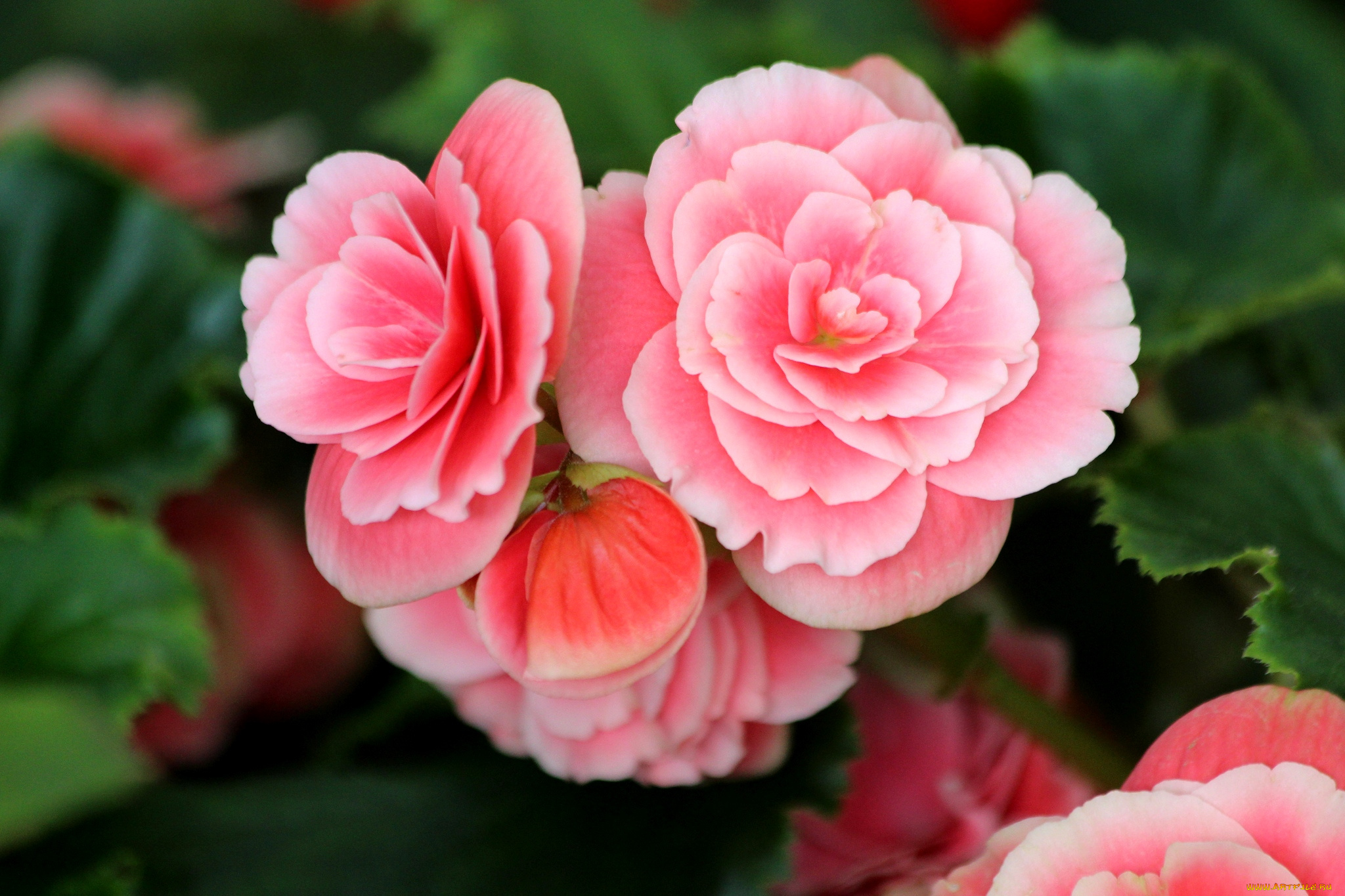 цветы, бегония, розовый